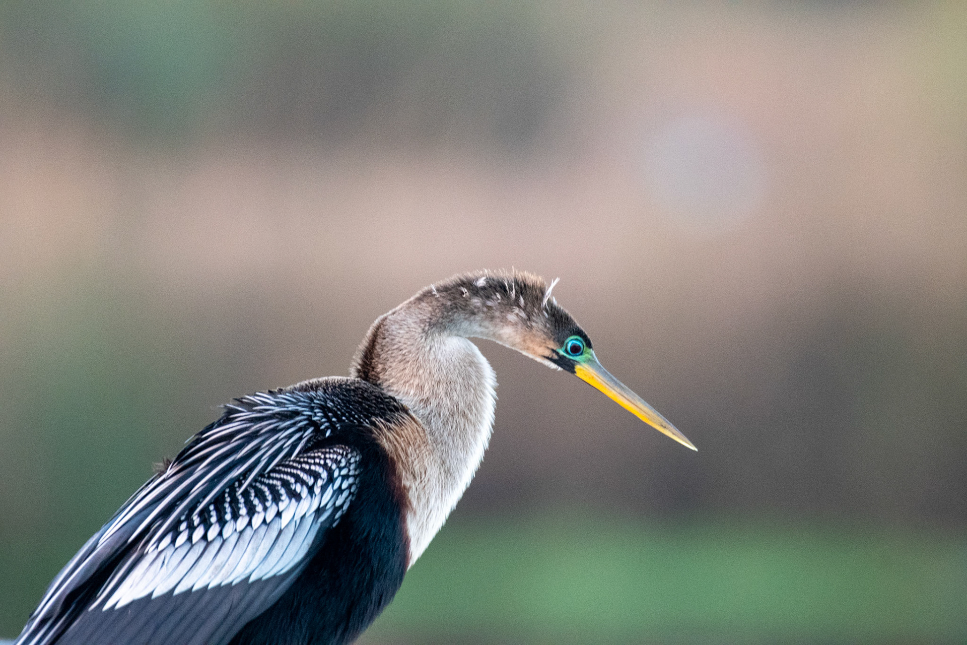 Anhinga