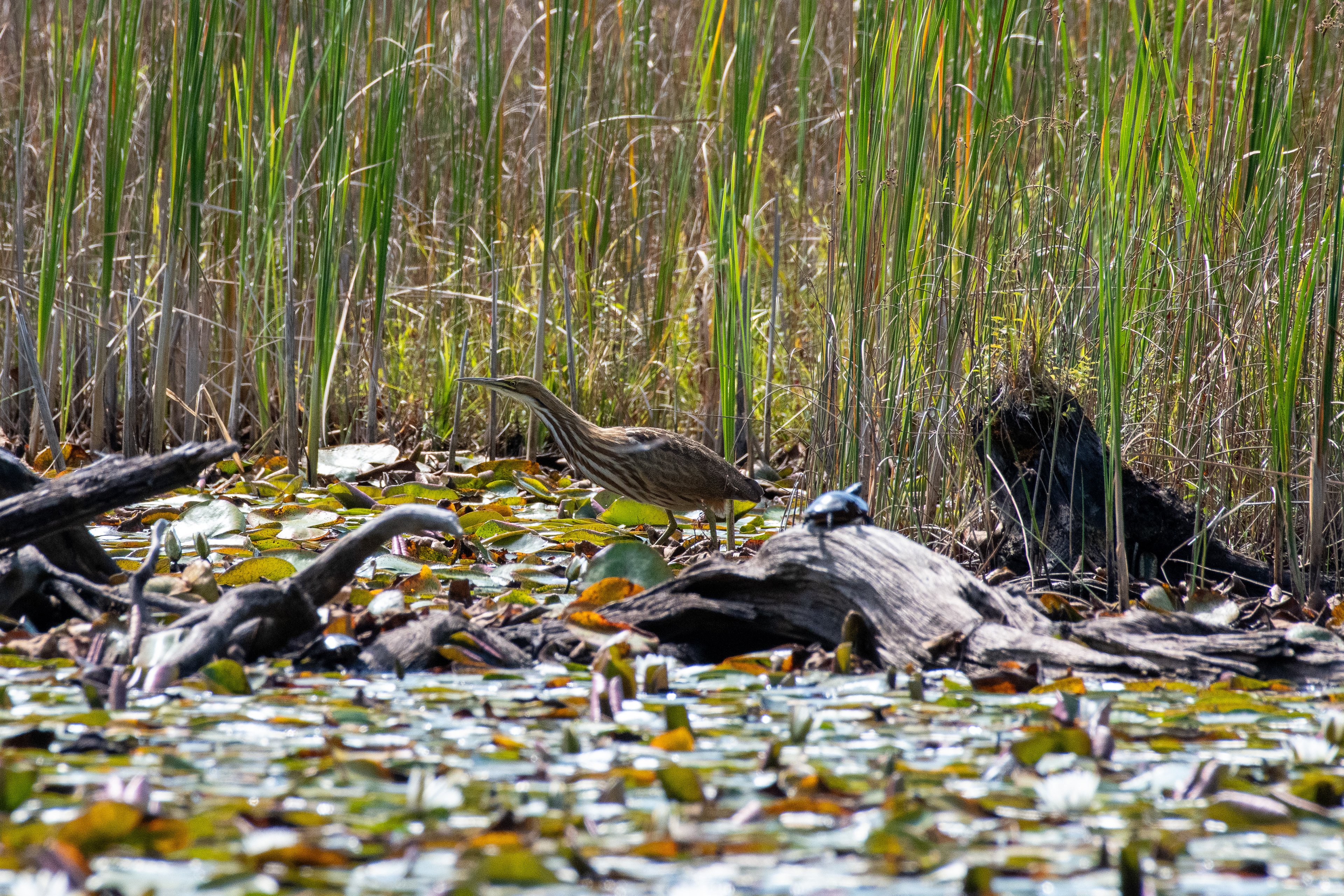 American bittern (Thetford, VT)