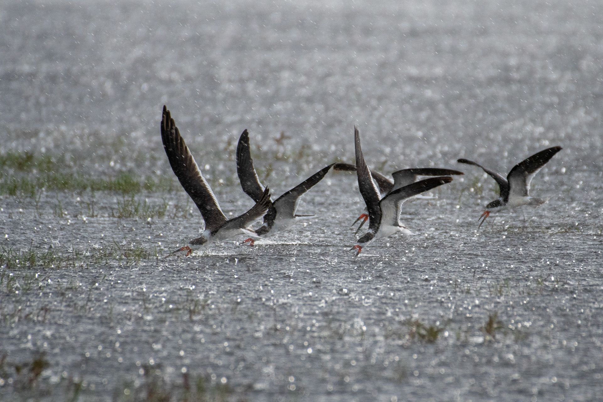 Black Skimmers