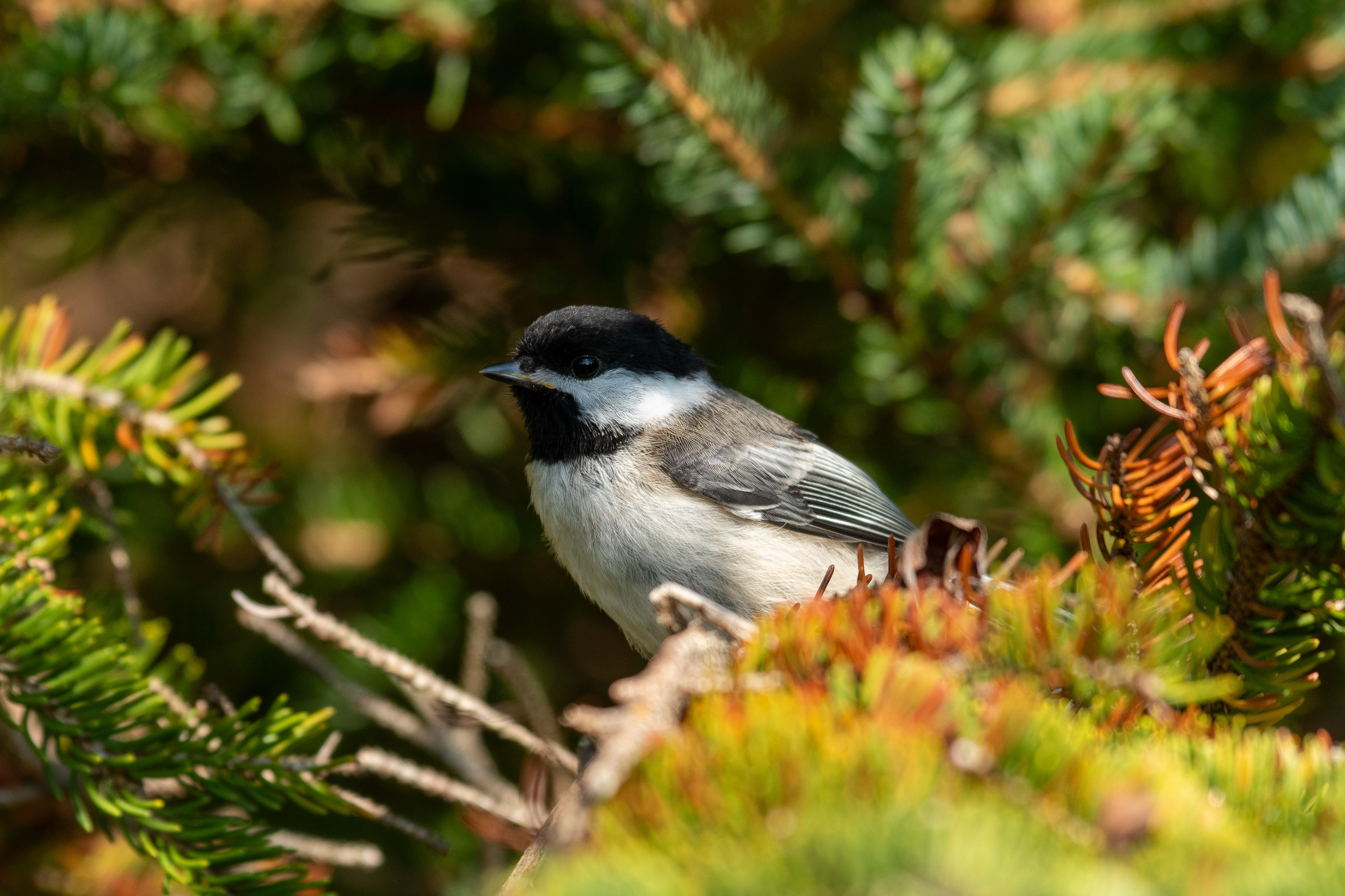 Black-capped chickadee (Monhegan, ME)