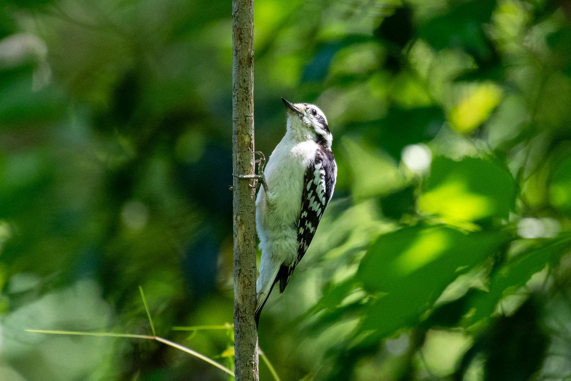 Downy woodpecker