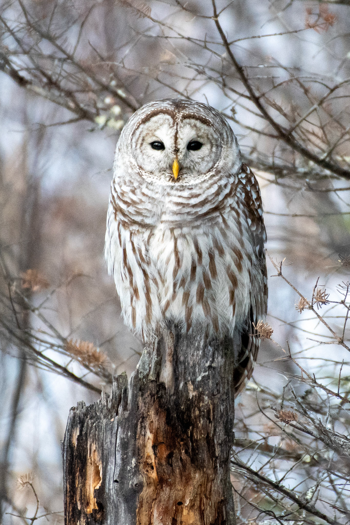 Barred owl (Enfield)