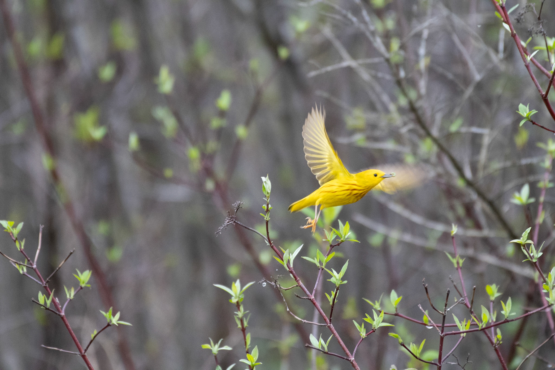 yellow warbler