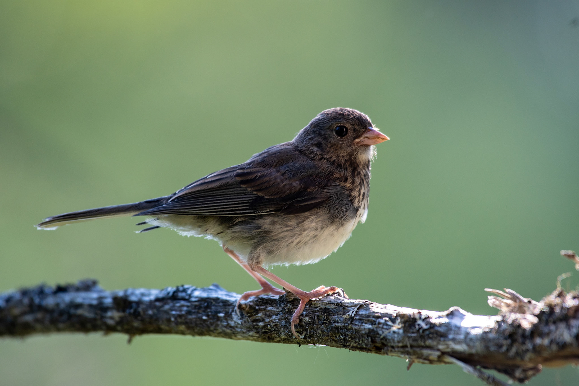 Dark-eyed Junco (Waterville Valley, NH)