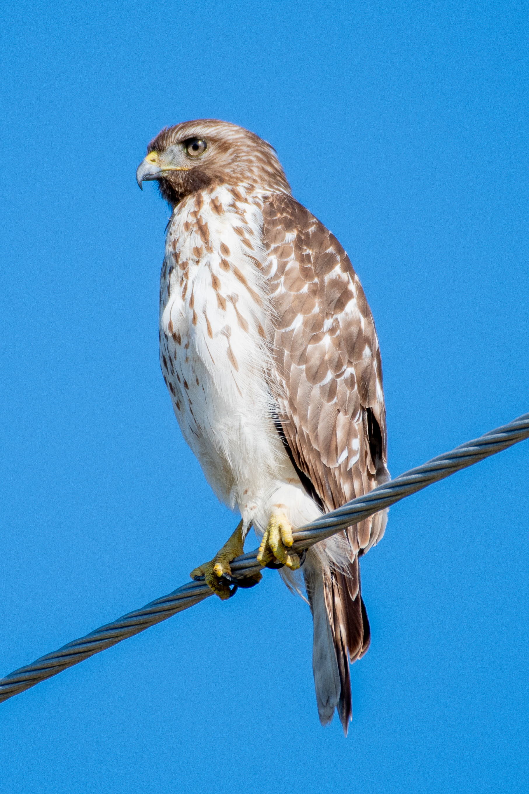 Red-shoulder hawk - ZF