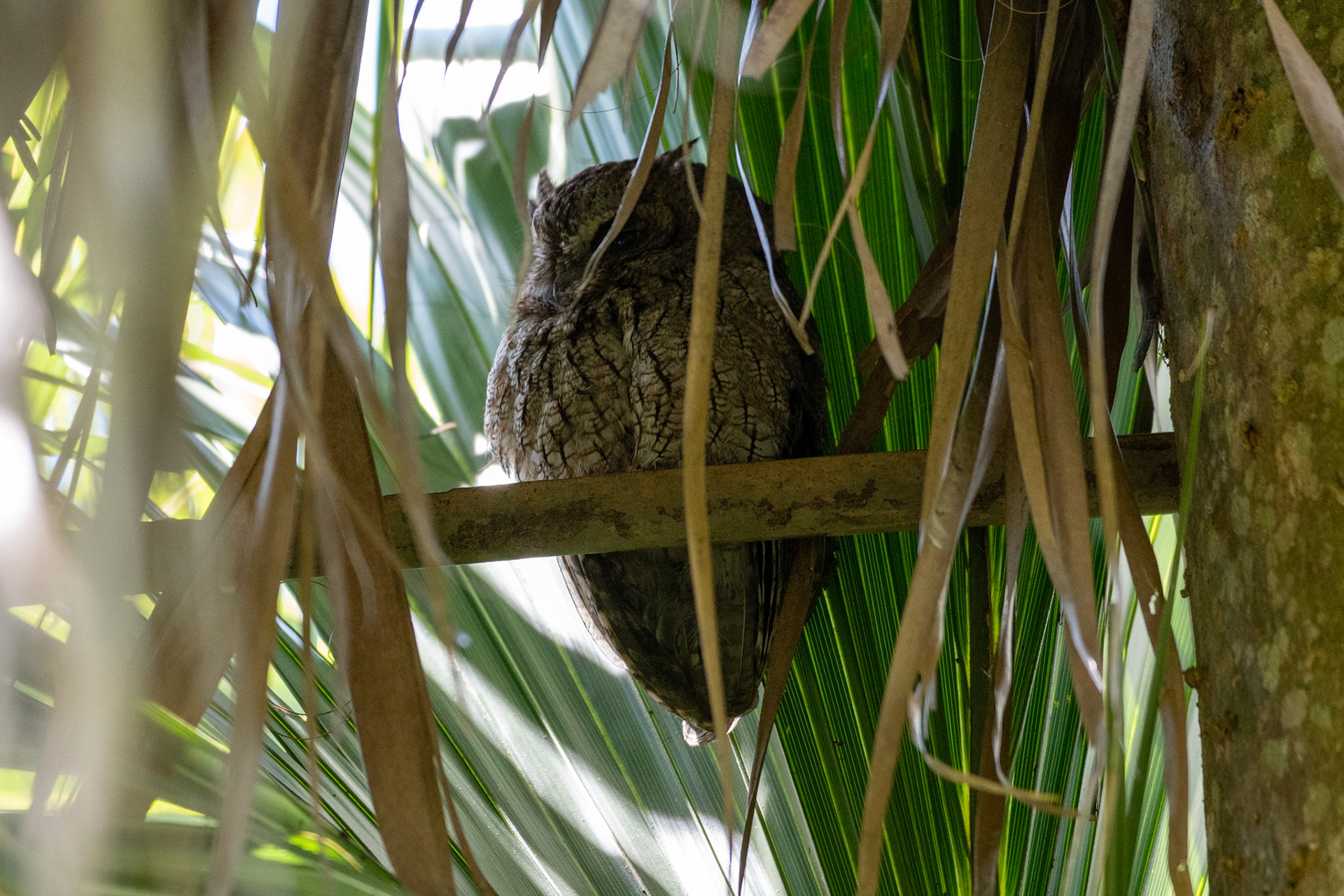 Eastern screech-owl