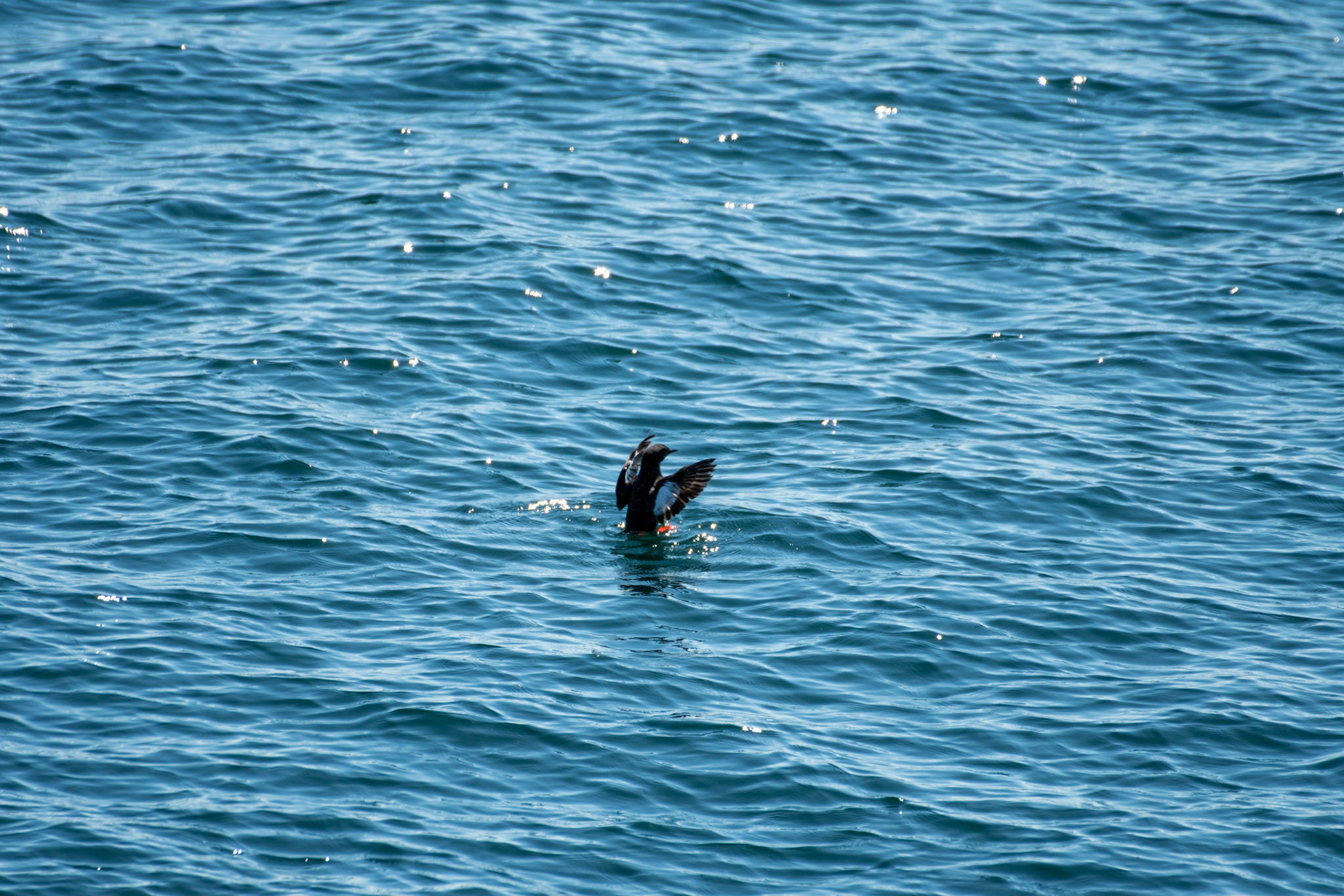 Black Guillemot