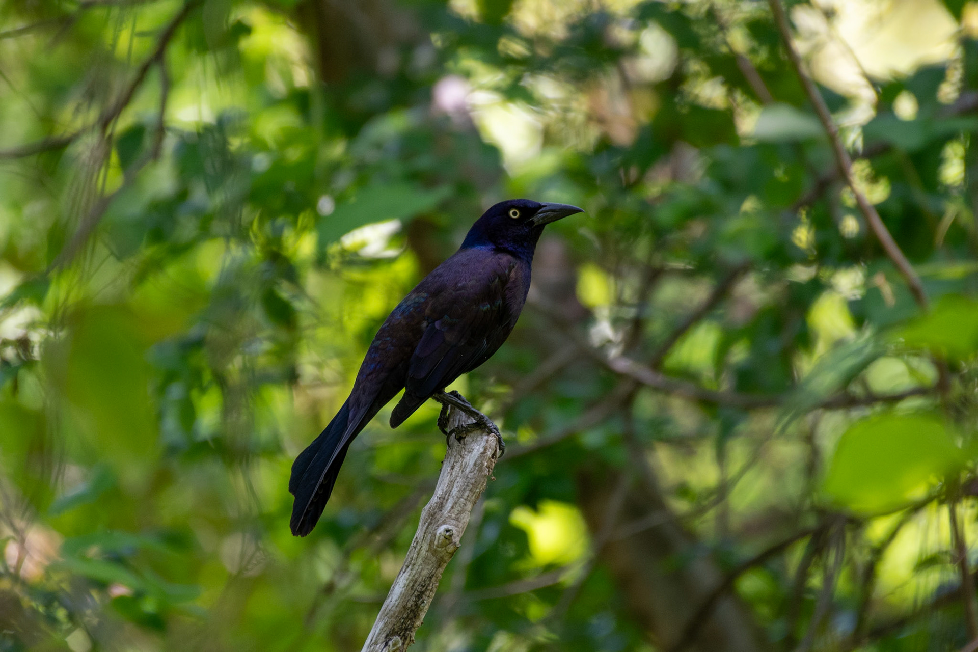 Grackle