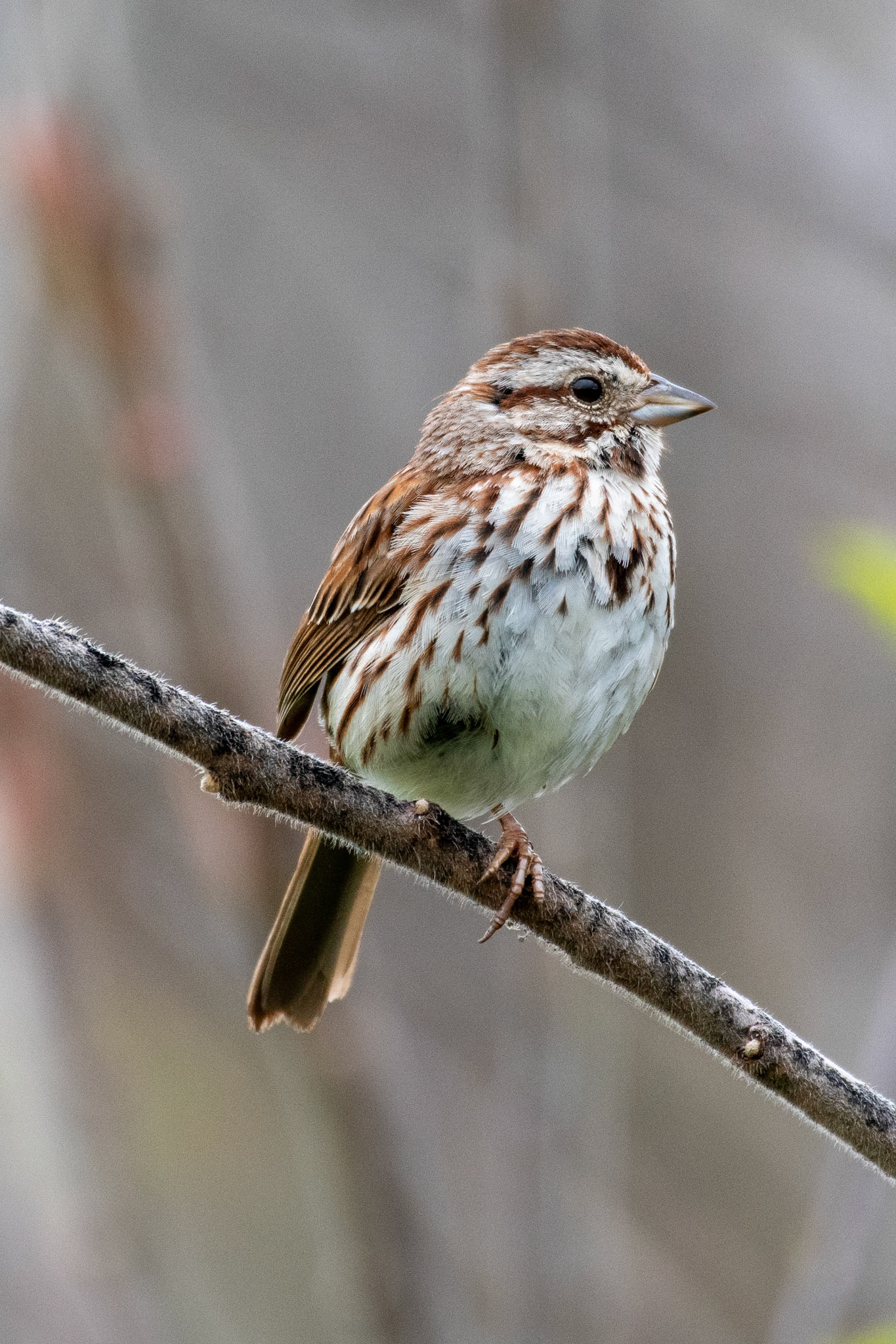 song sparrow