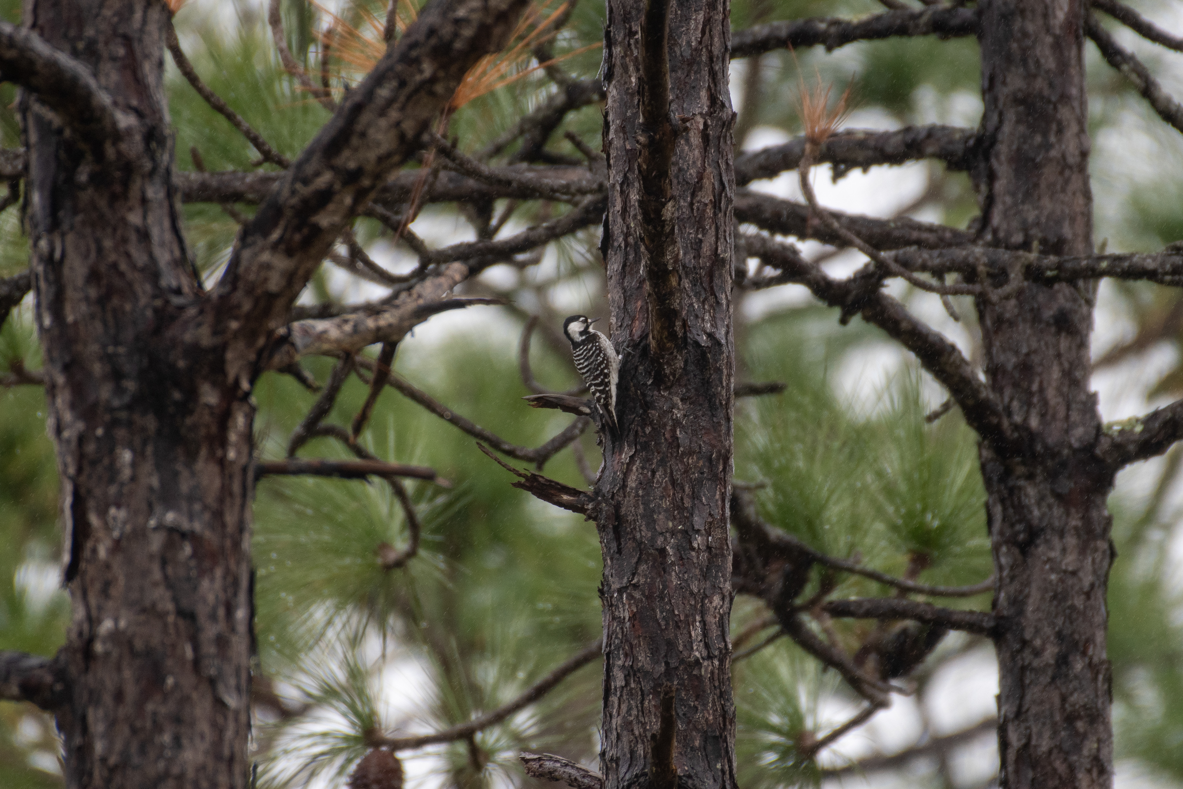 Red-cockaded woodpecker