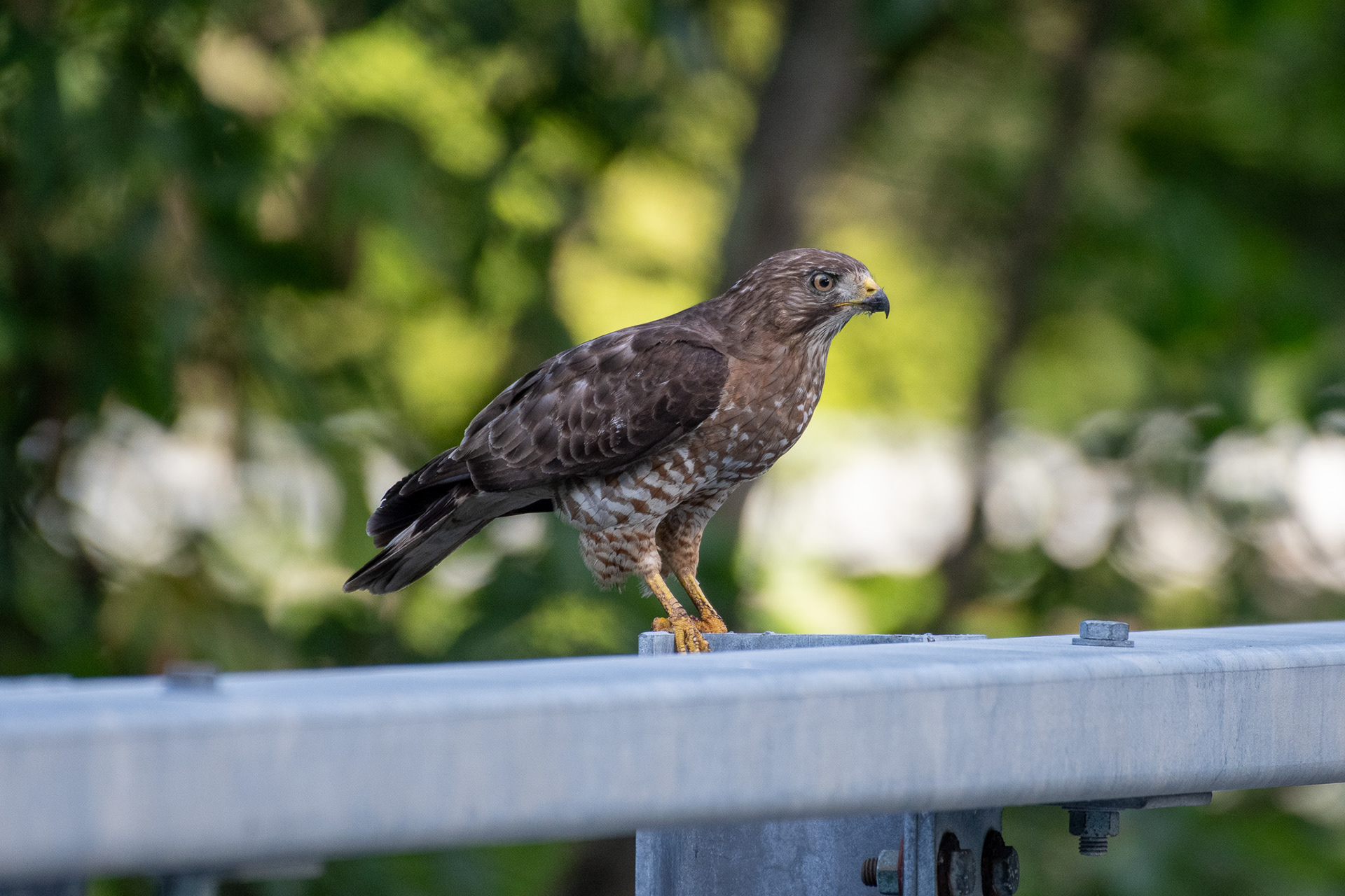 Broad-winged hawk (Enfield, NH)