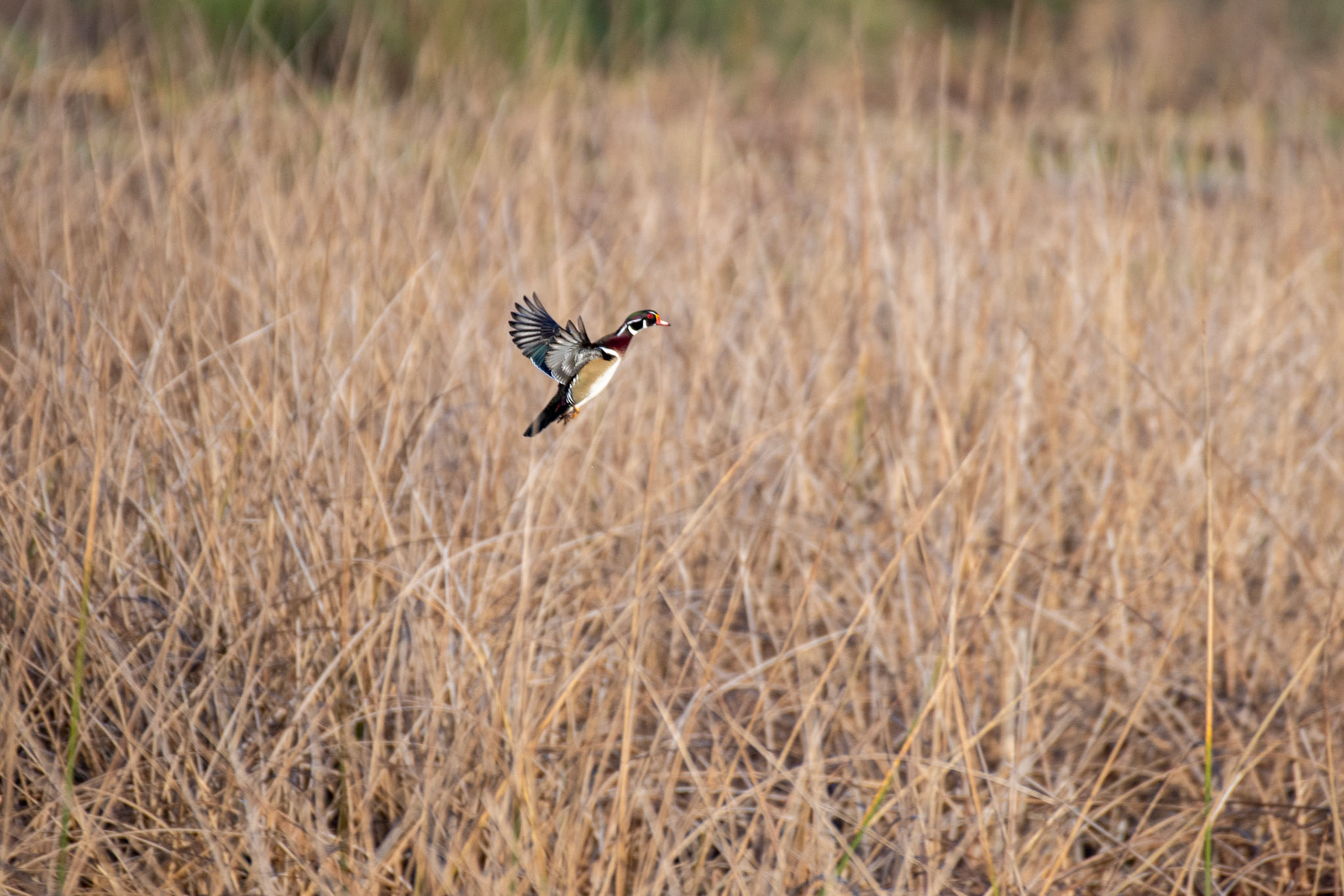 Wood Duck