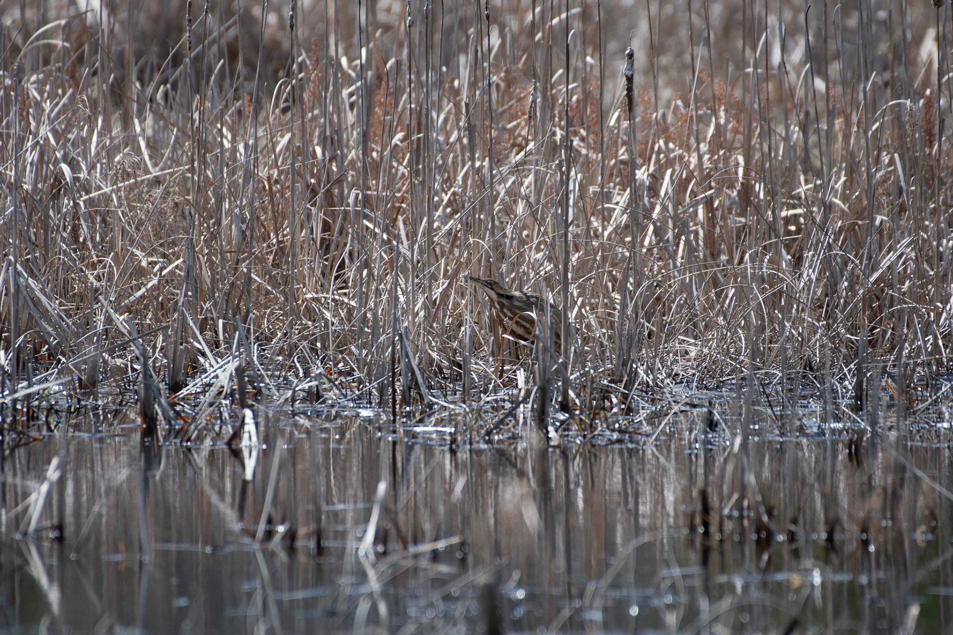 American Bittern (Thetford, VT)