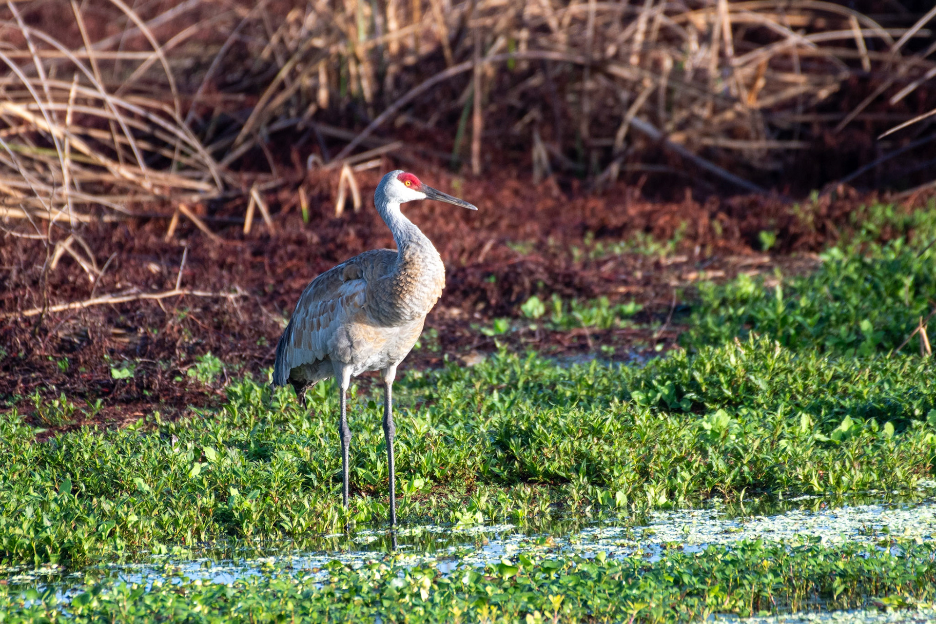 Sandhill Crane