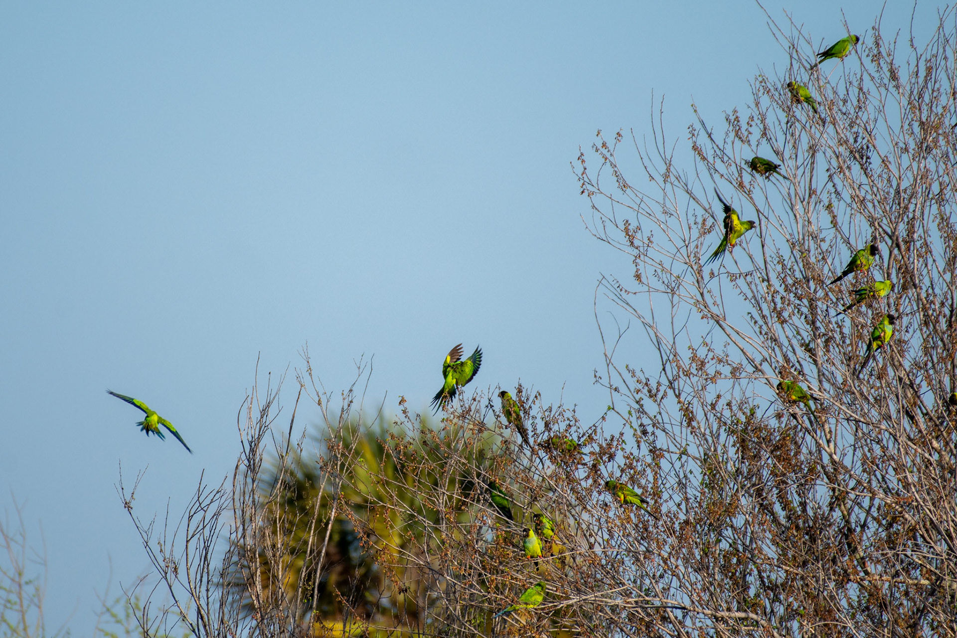 Nanday Parakeets