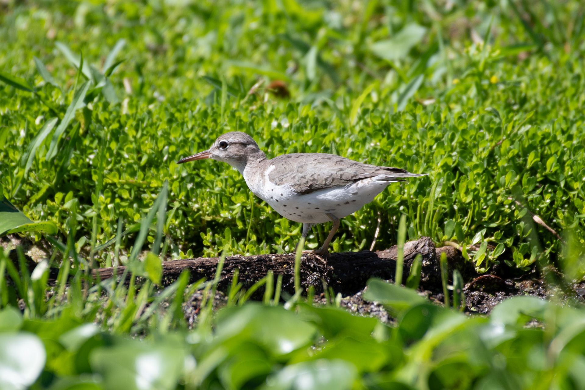 Spotted sandpiper