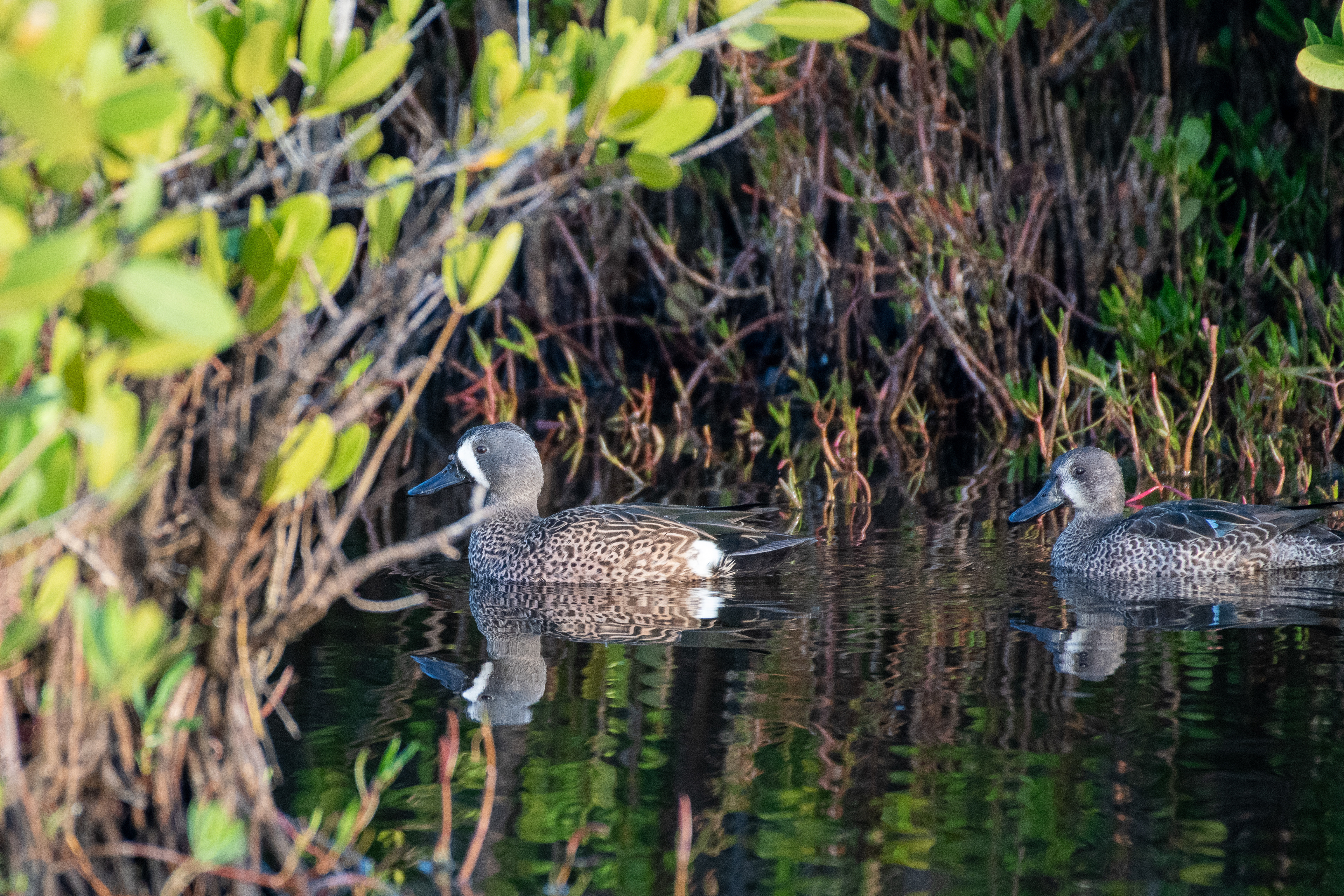 Blue-winged teal - ZF