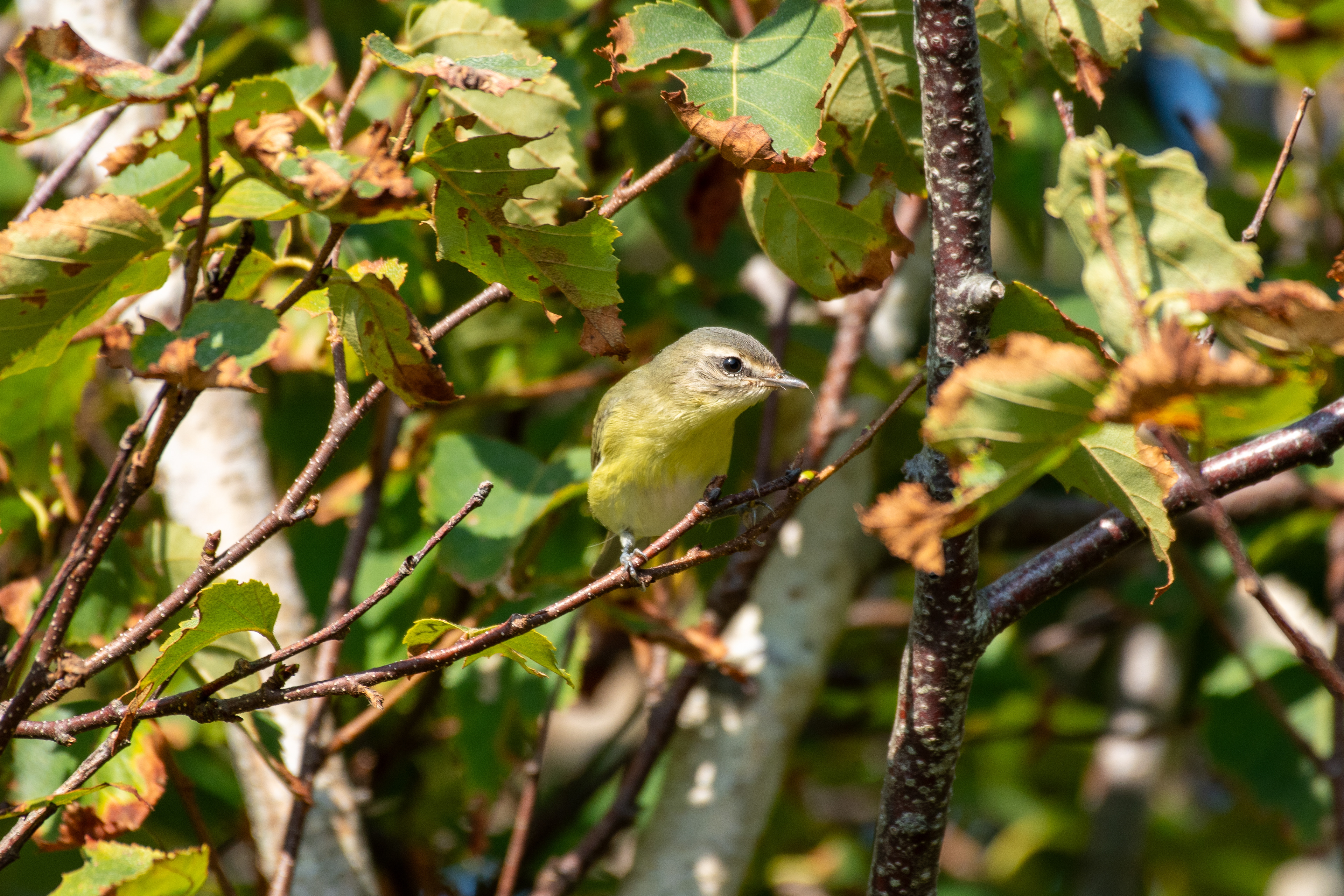 Philadelphia vireo (Monhegan, ME)