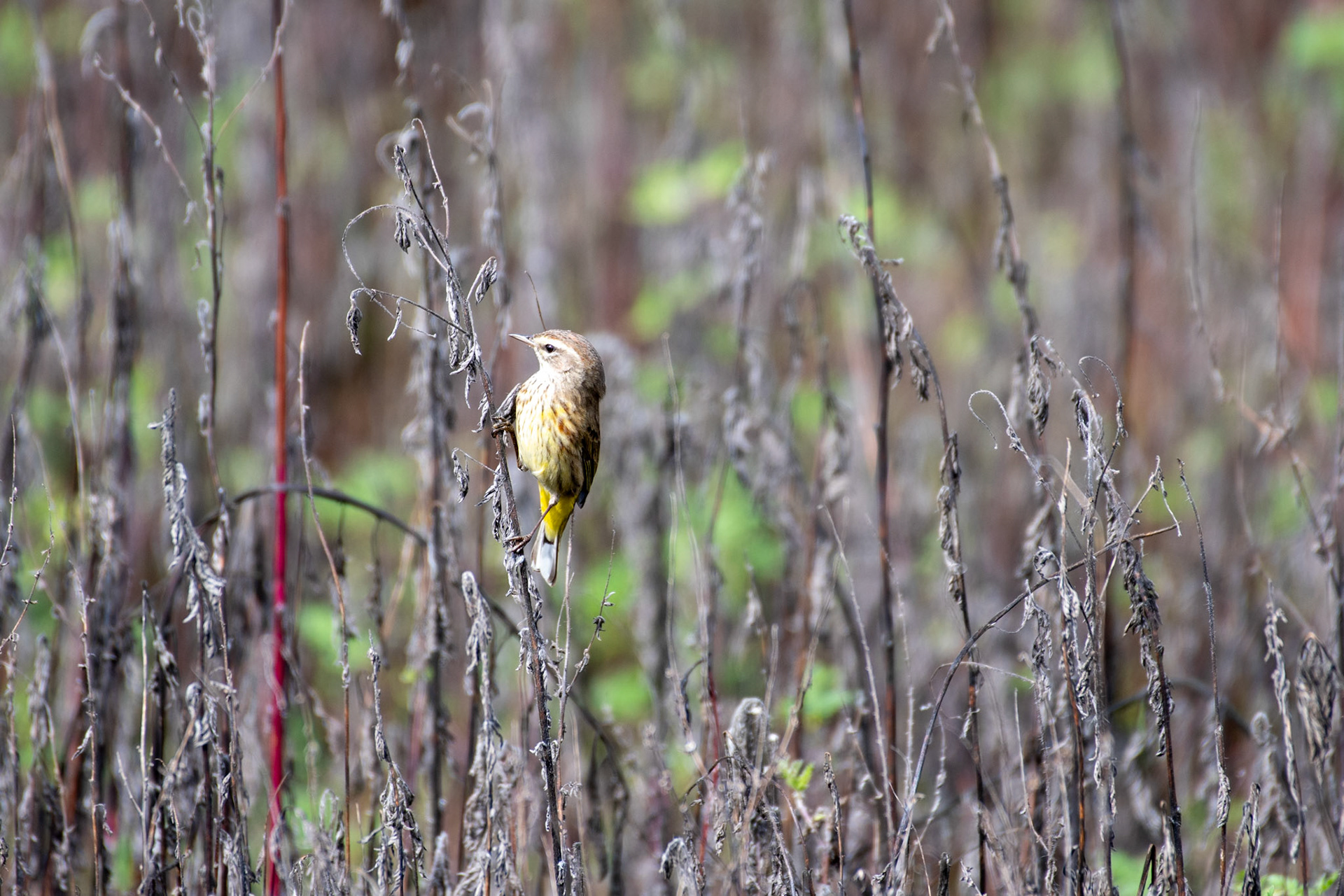 Palm Warbler