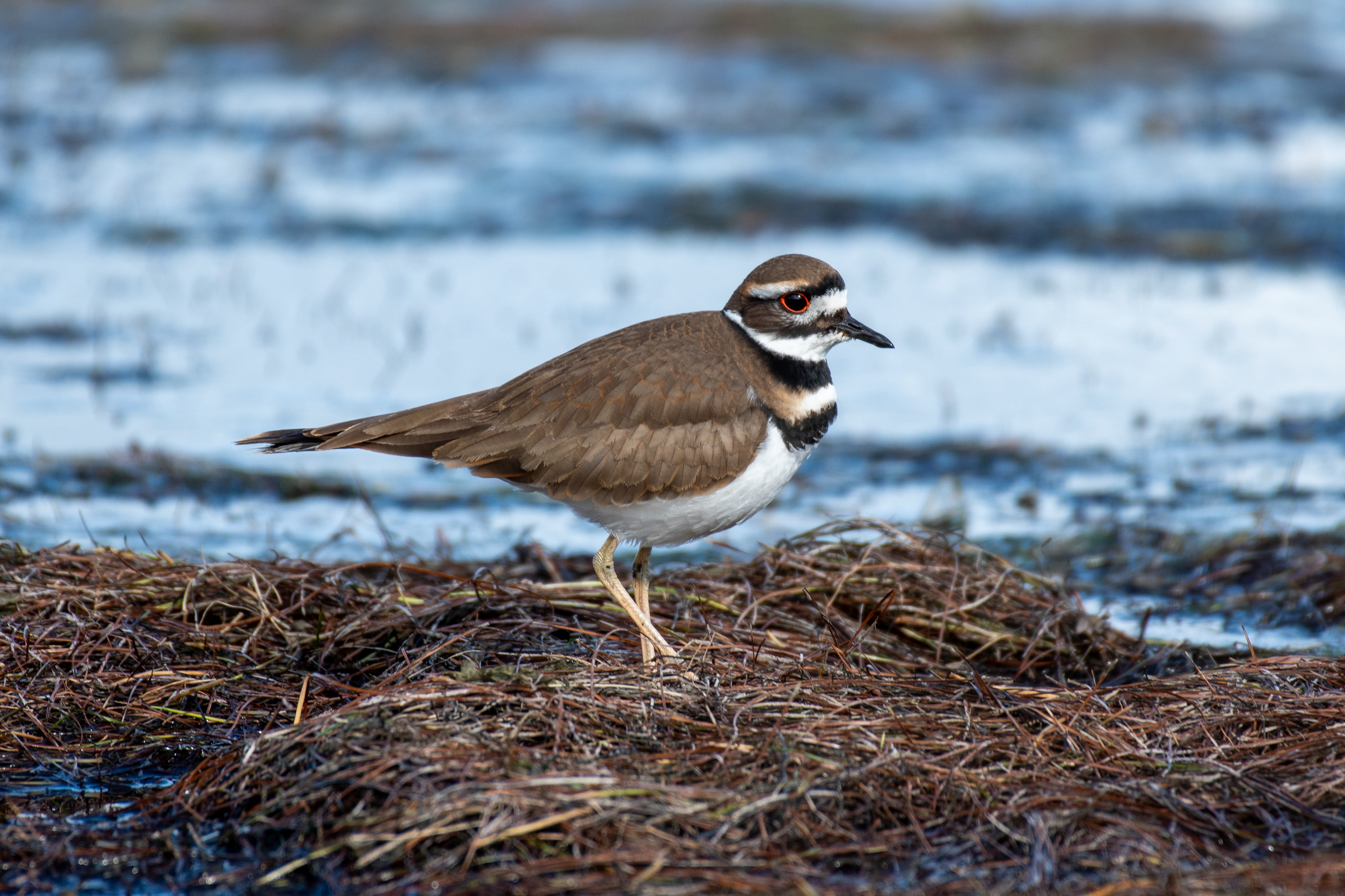Killdeer