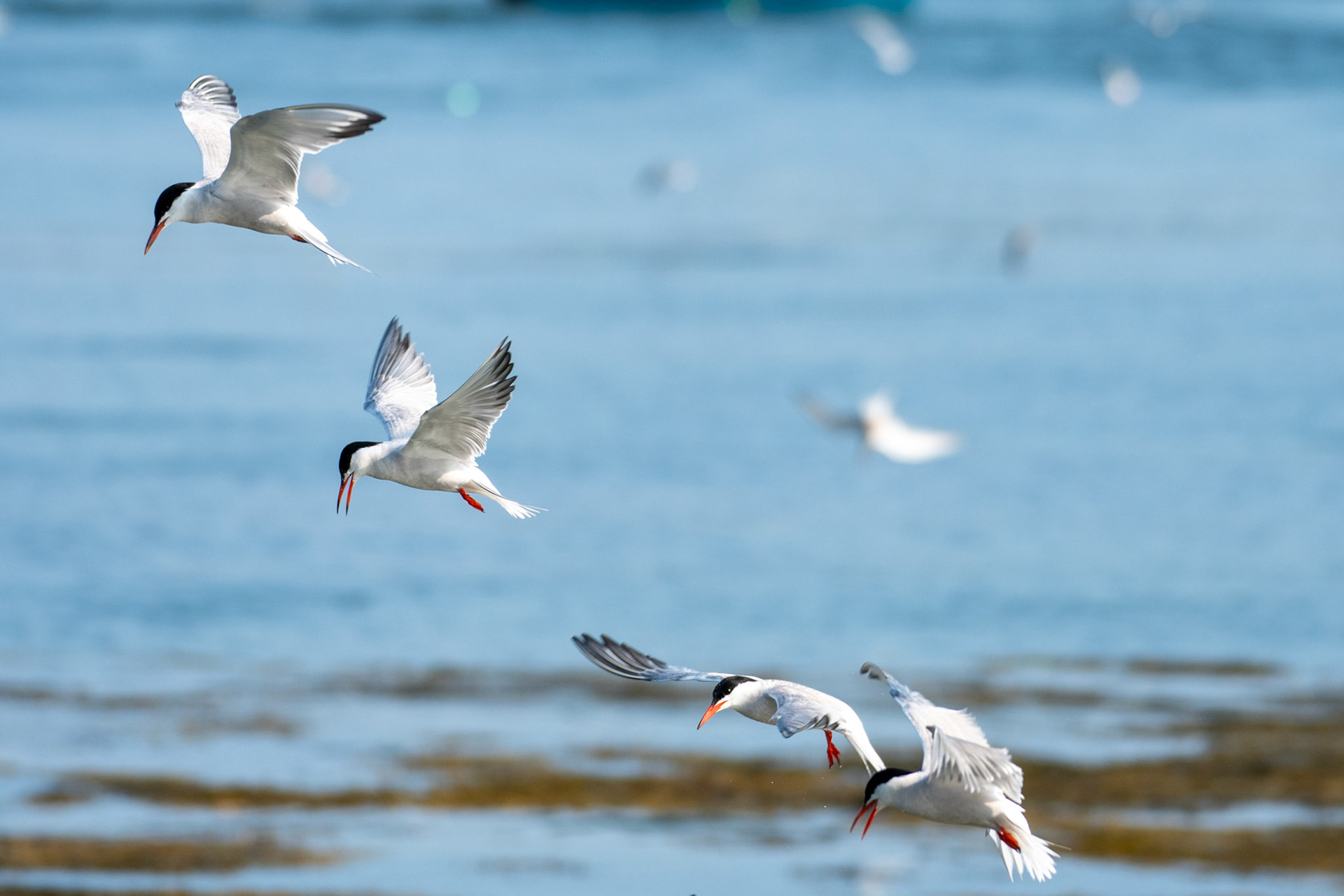 Common Terns