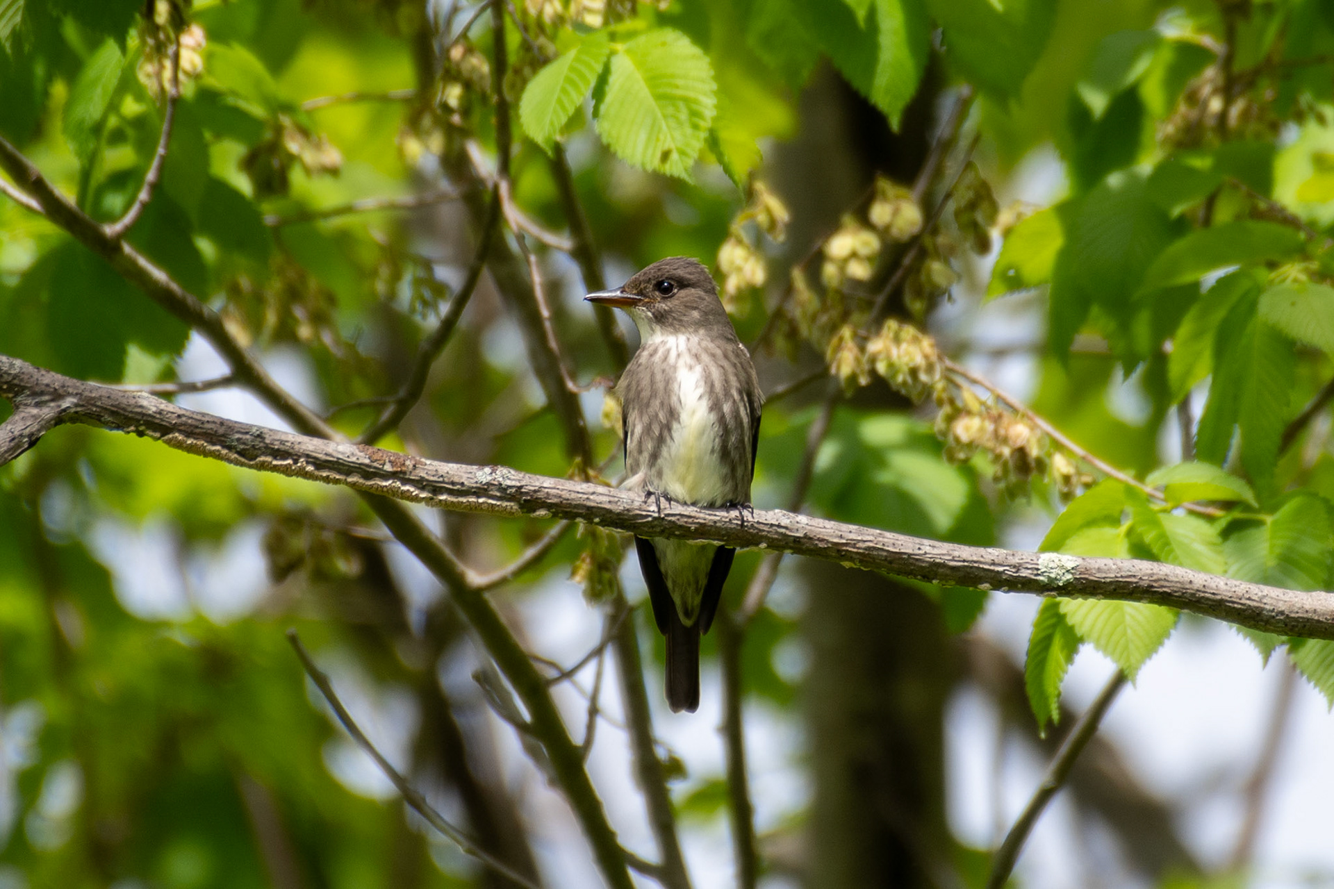 Olive-sided flycatcher (Enfield, NH)