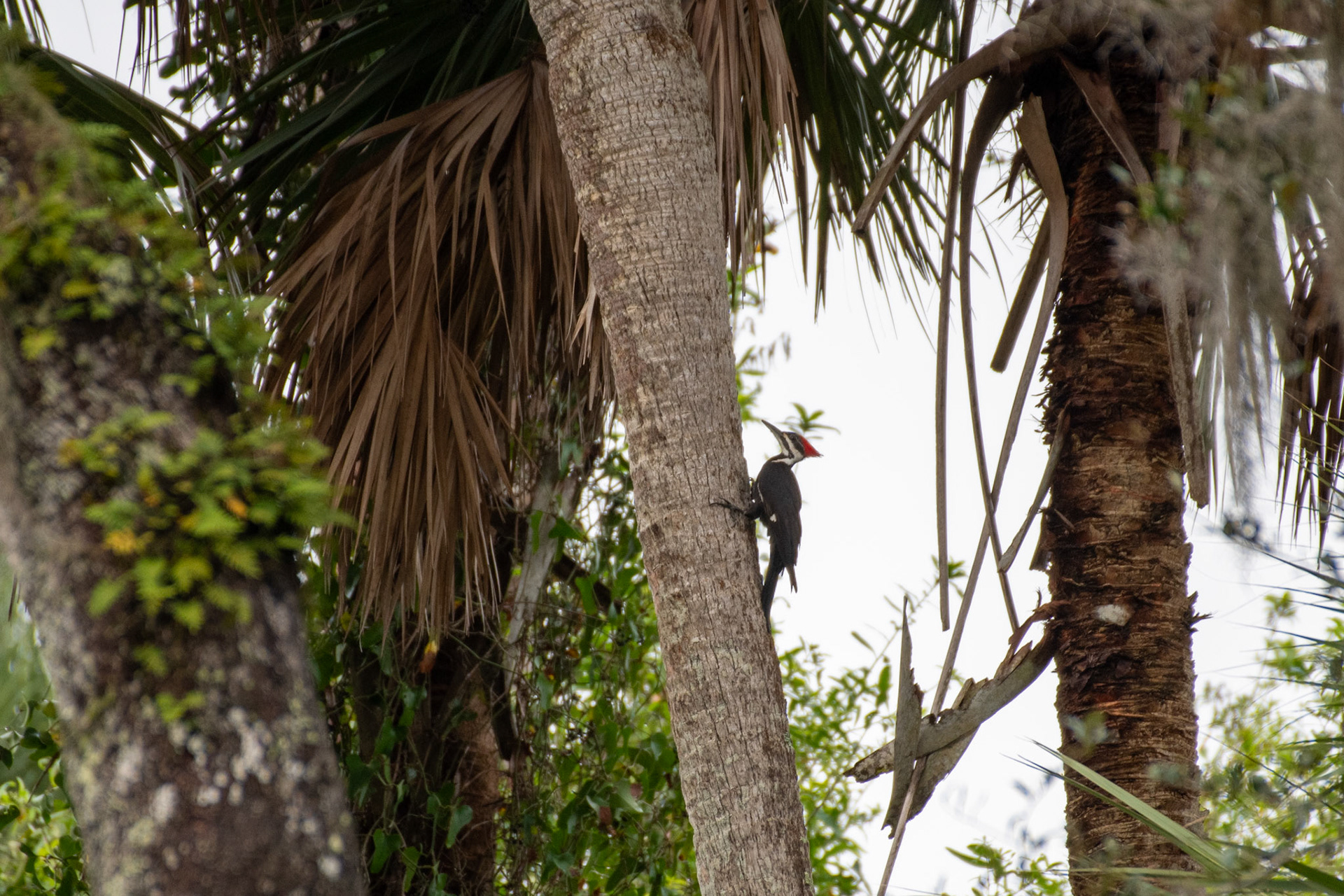 Pileated Woodpecker