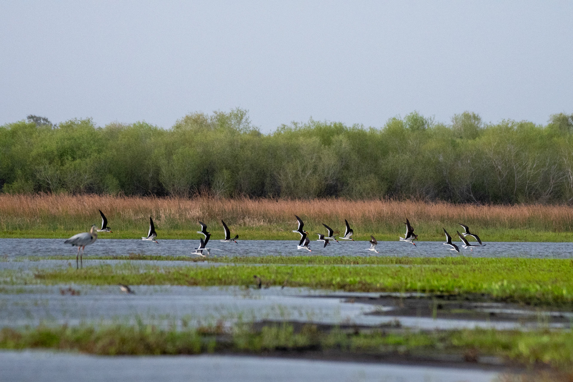 Black Skimmers