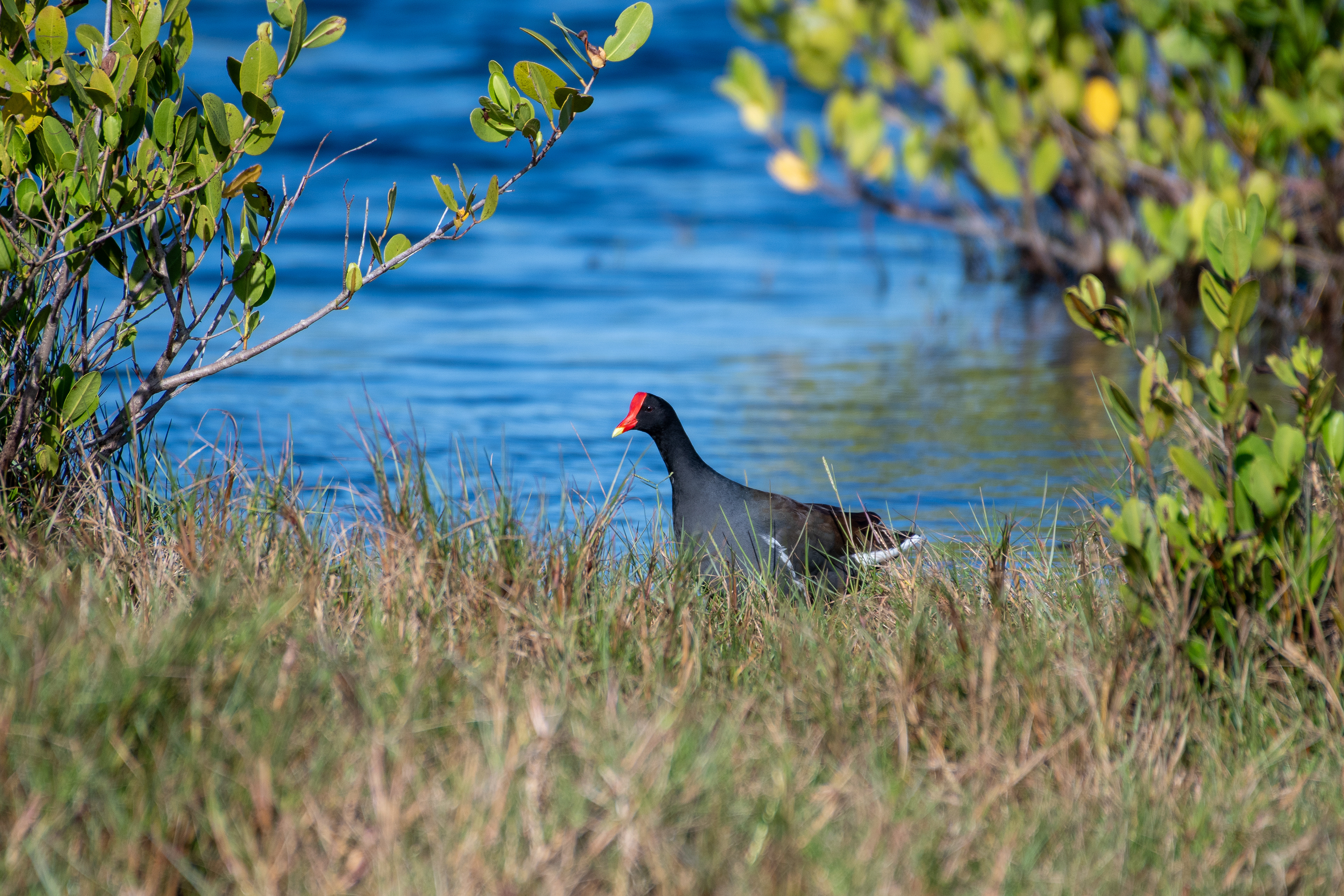 Common gallinule
