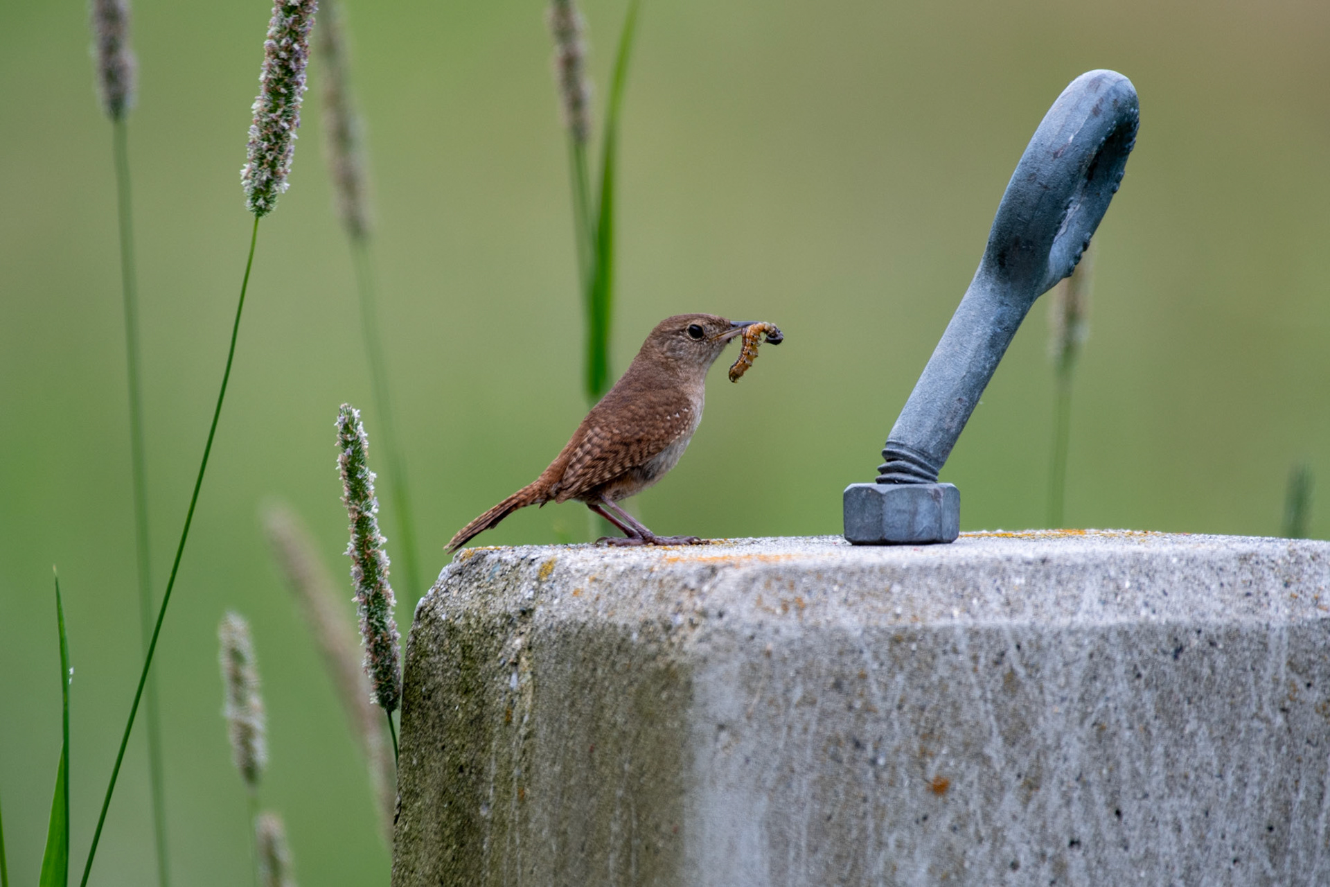 Northern house wren (Windsor, VT)