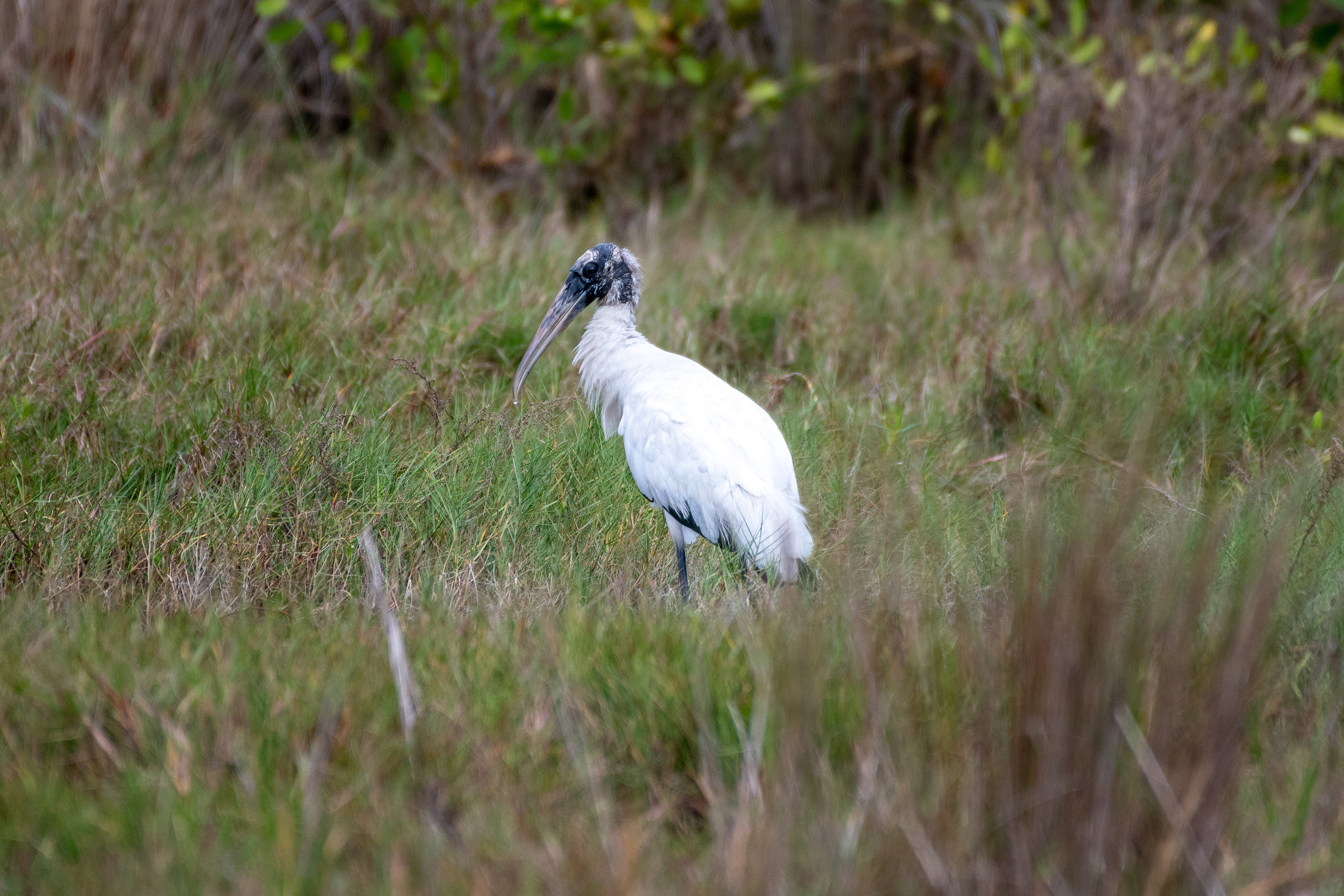 Wood stork