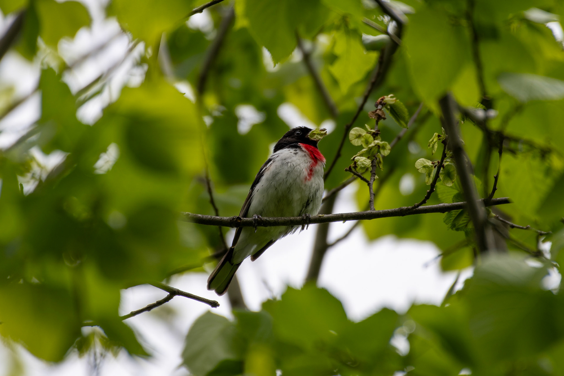 Rose-breasted grosbeak (Hanover, NH)