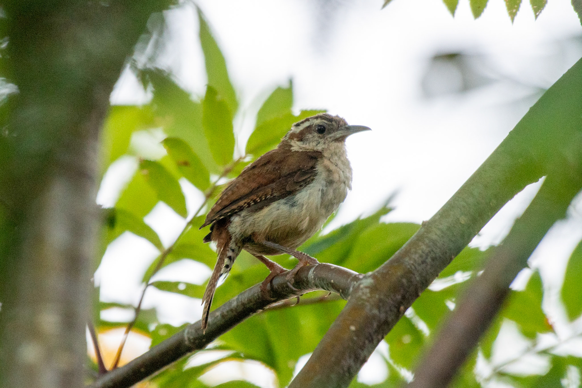 Carolina Wren