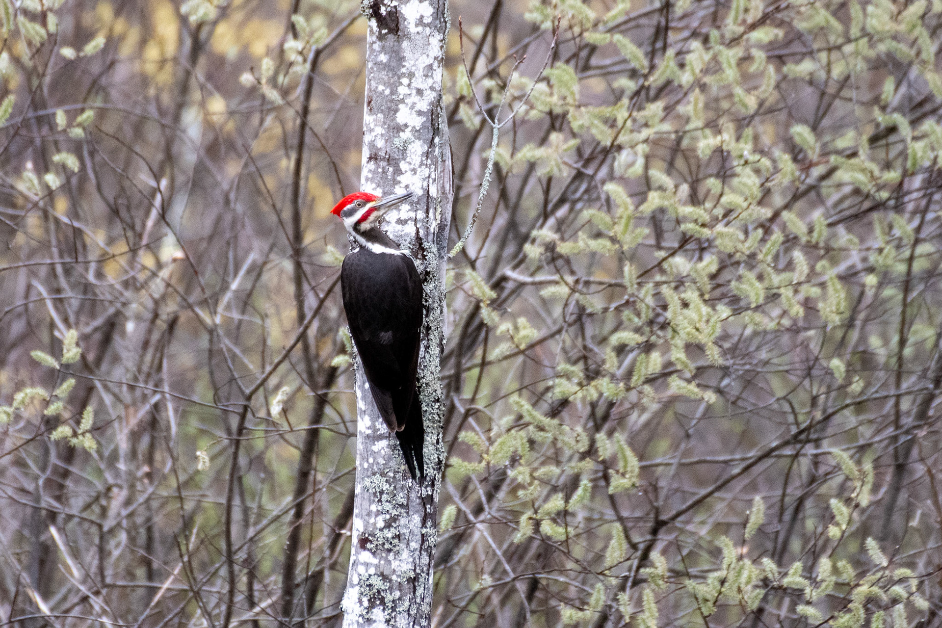 Pileated woodpecker (Enfield, NH)