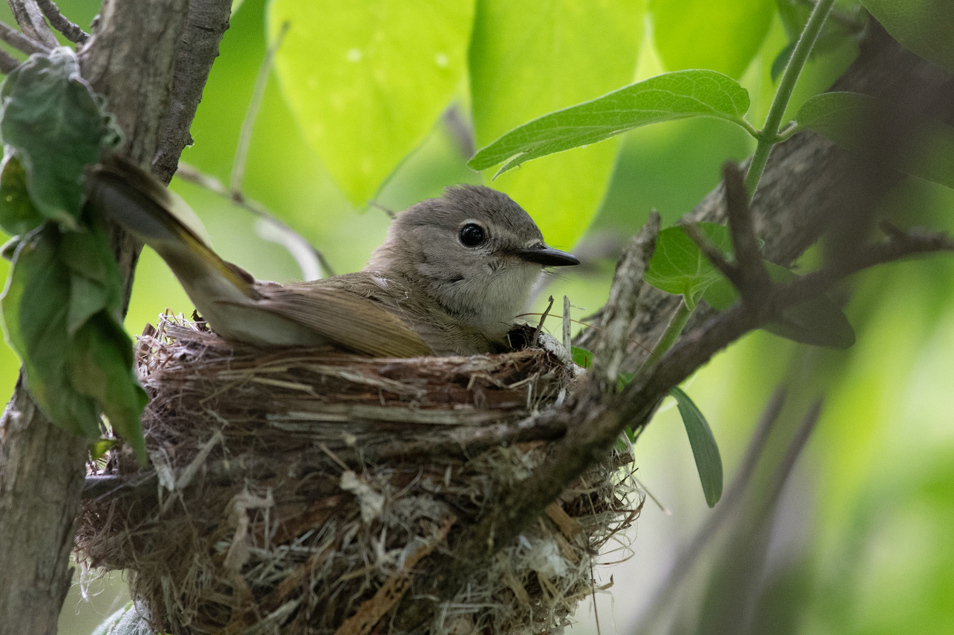 American redstart (Enfield, NH)