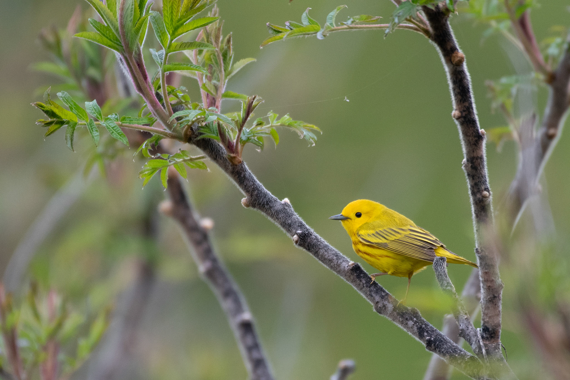 yellow warbler