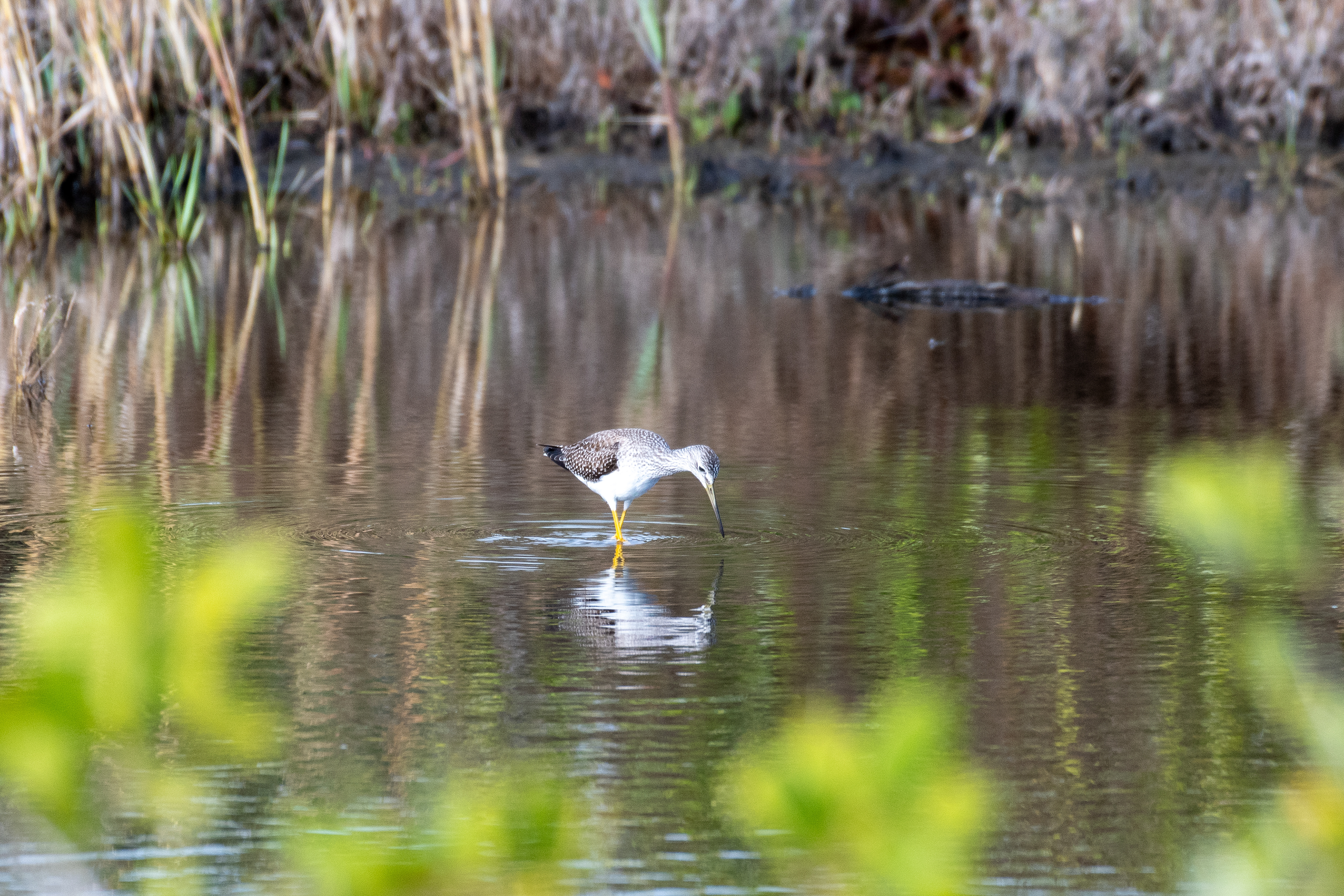 Greater yellowlegs