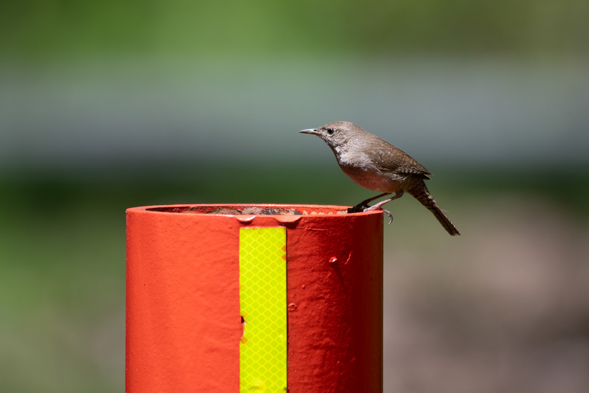 Northern house wren (Enfield, NH)