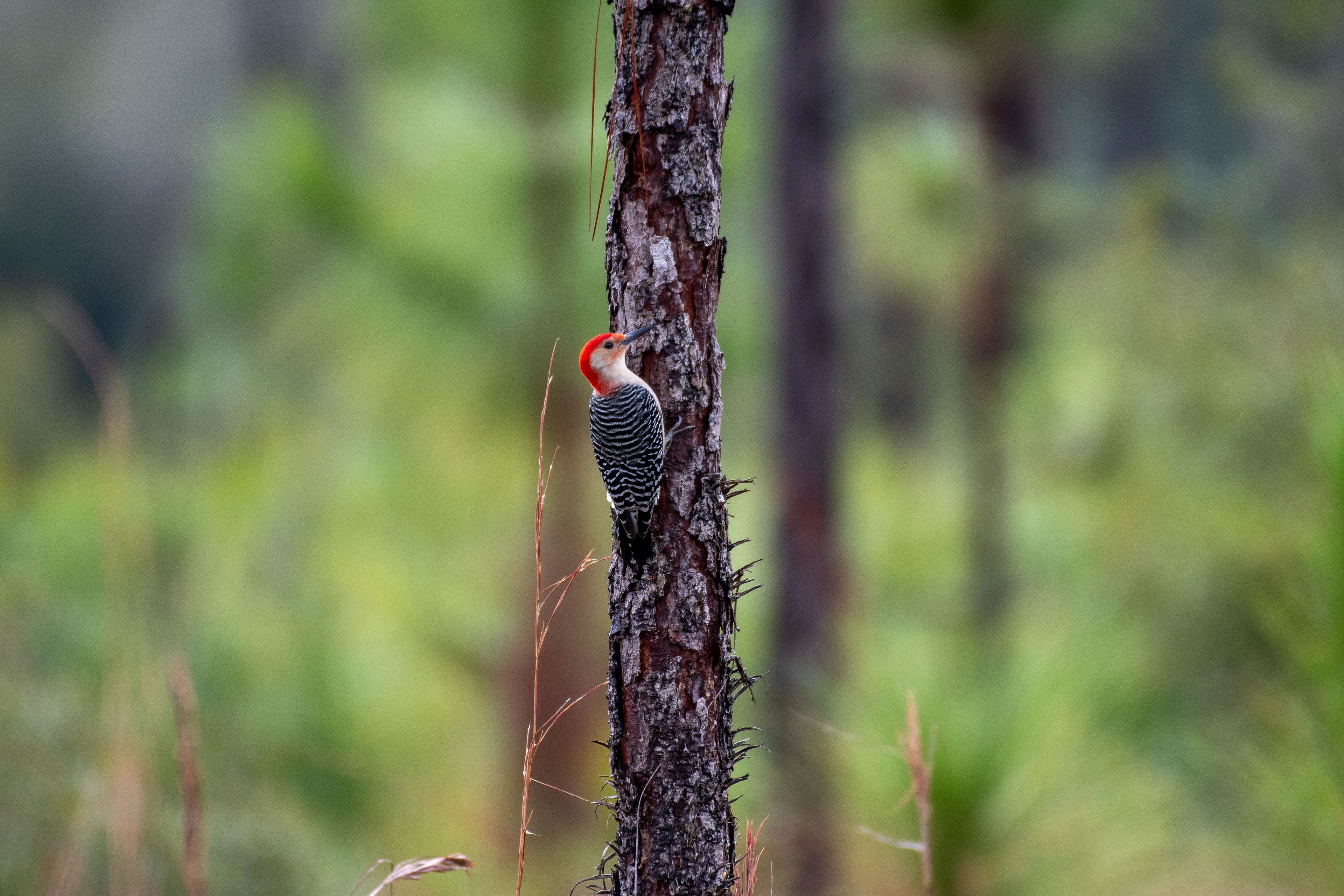 Red-bellied woodpecker - ZF