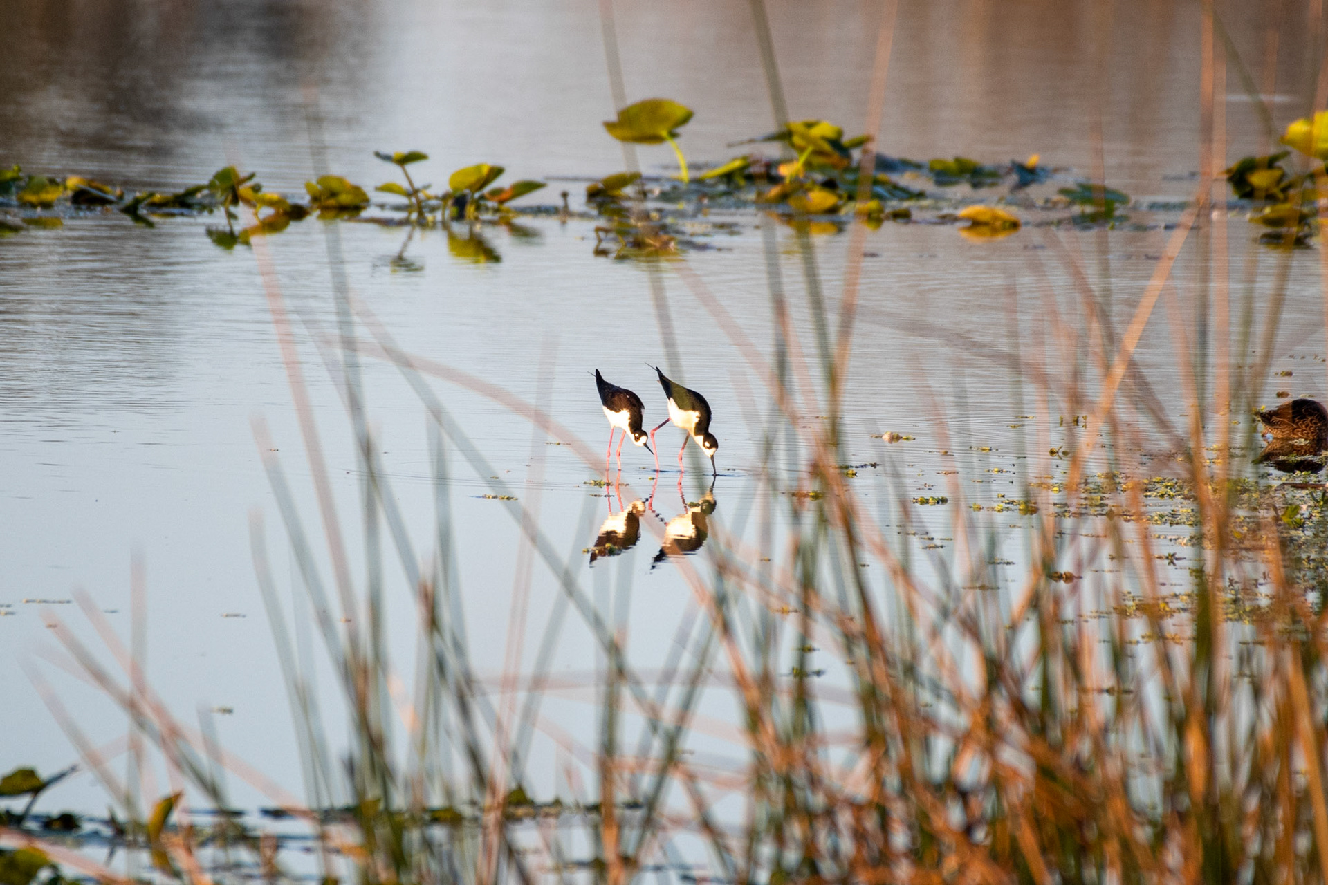 Black-necked Stilts