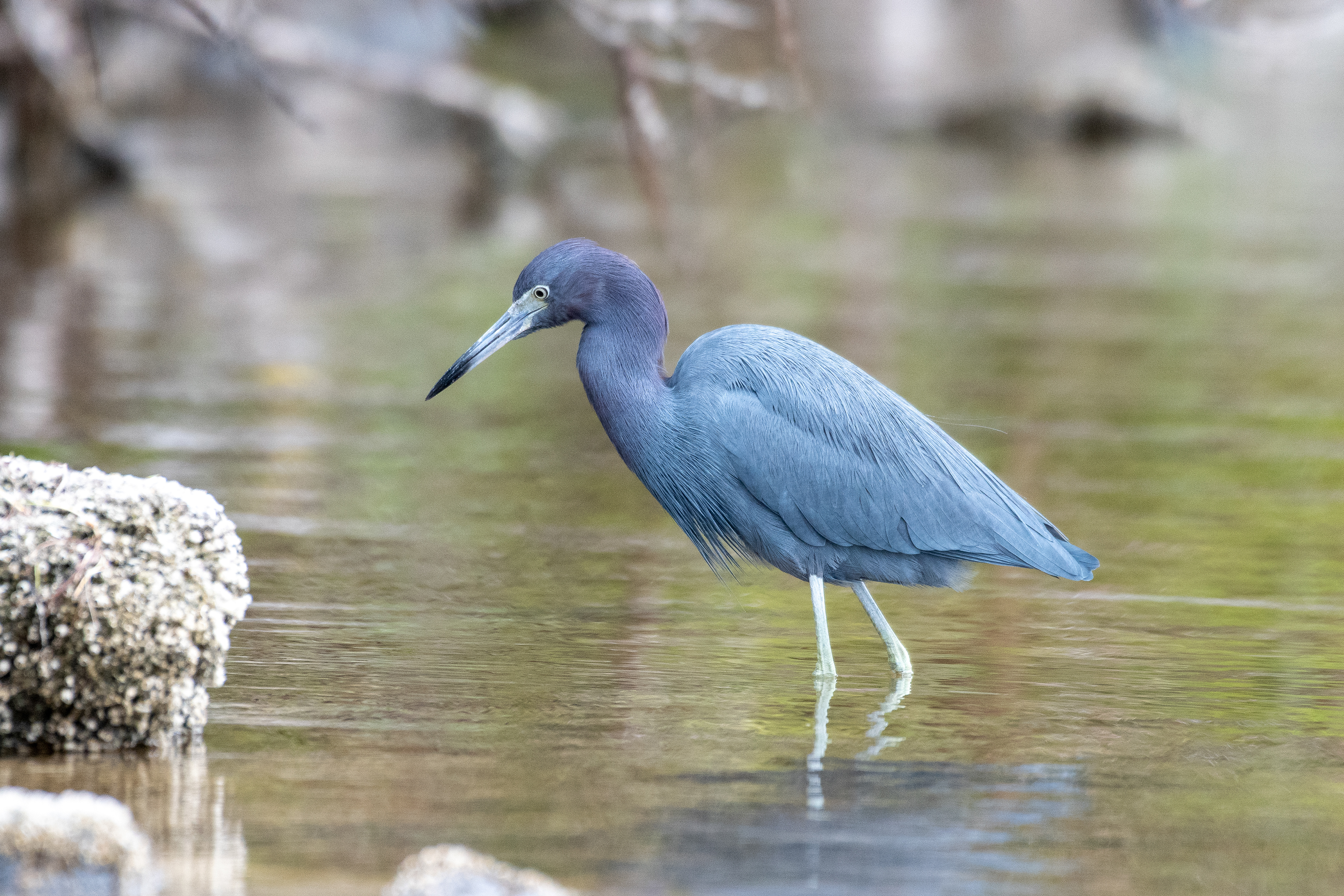 Little blue heron