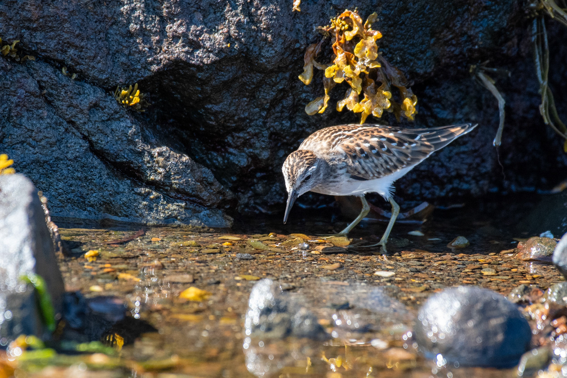 Least Sandpiper