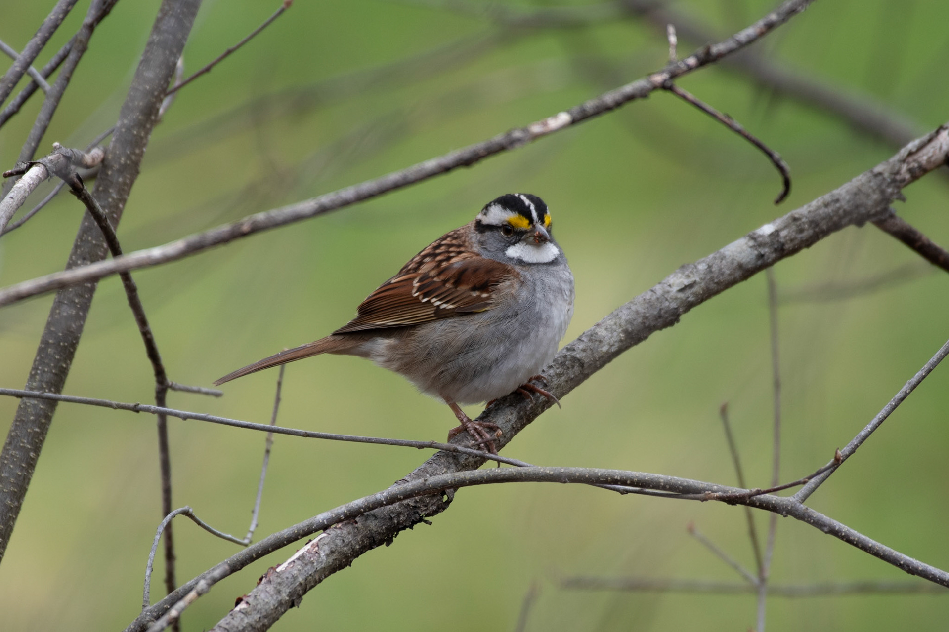 white-throated sparrow