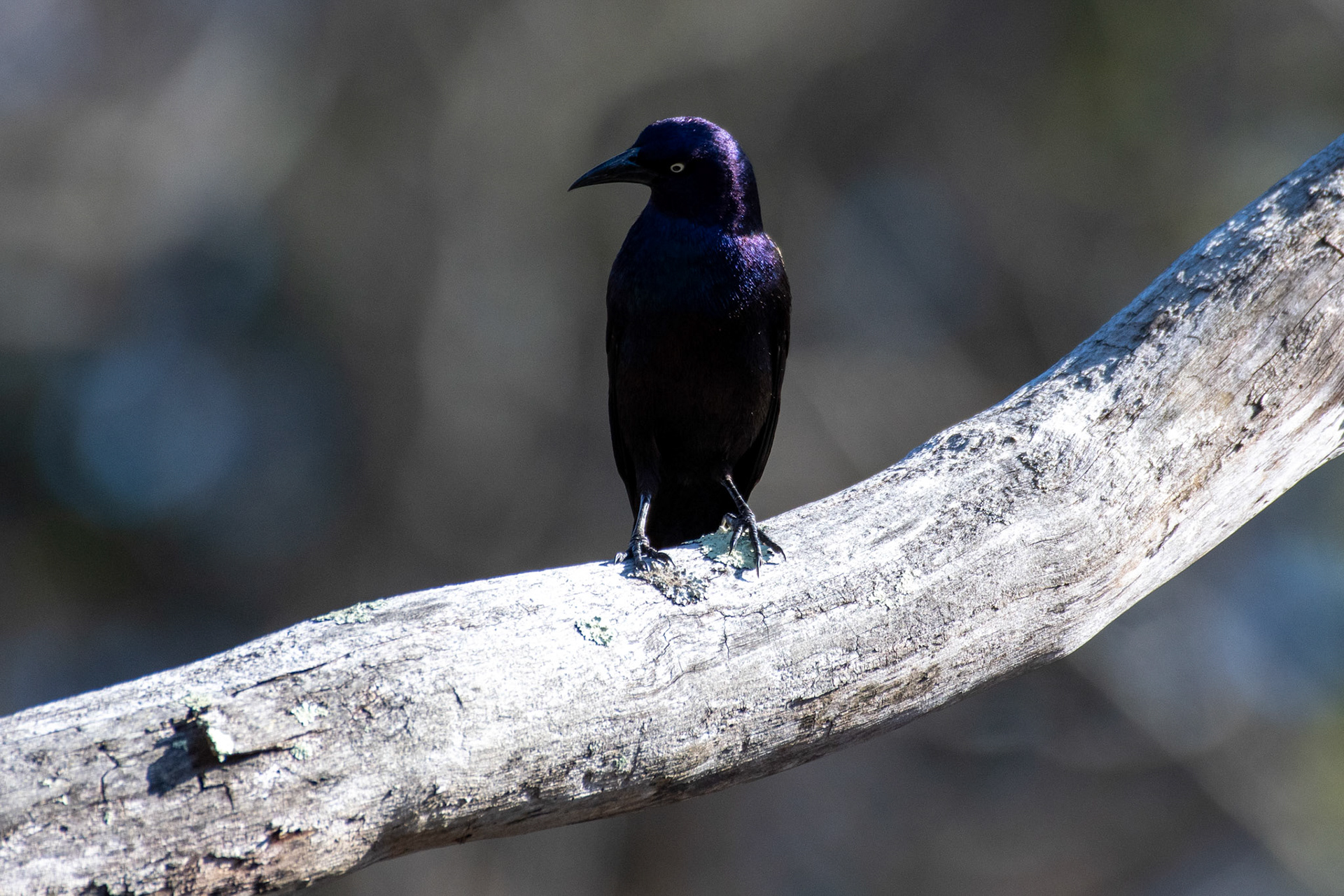 common grackle