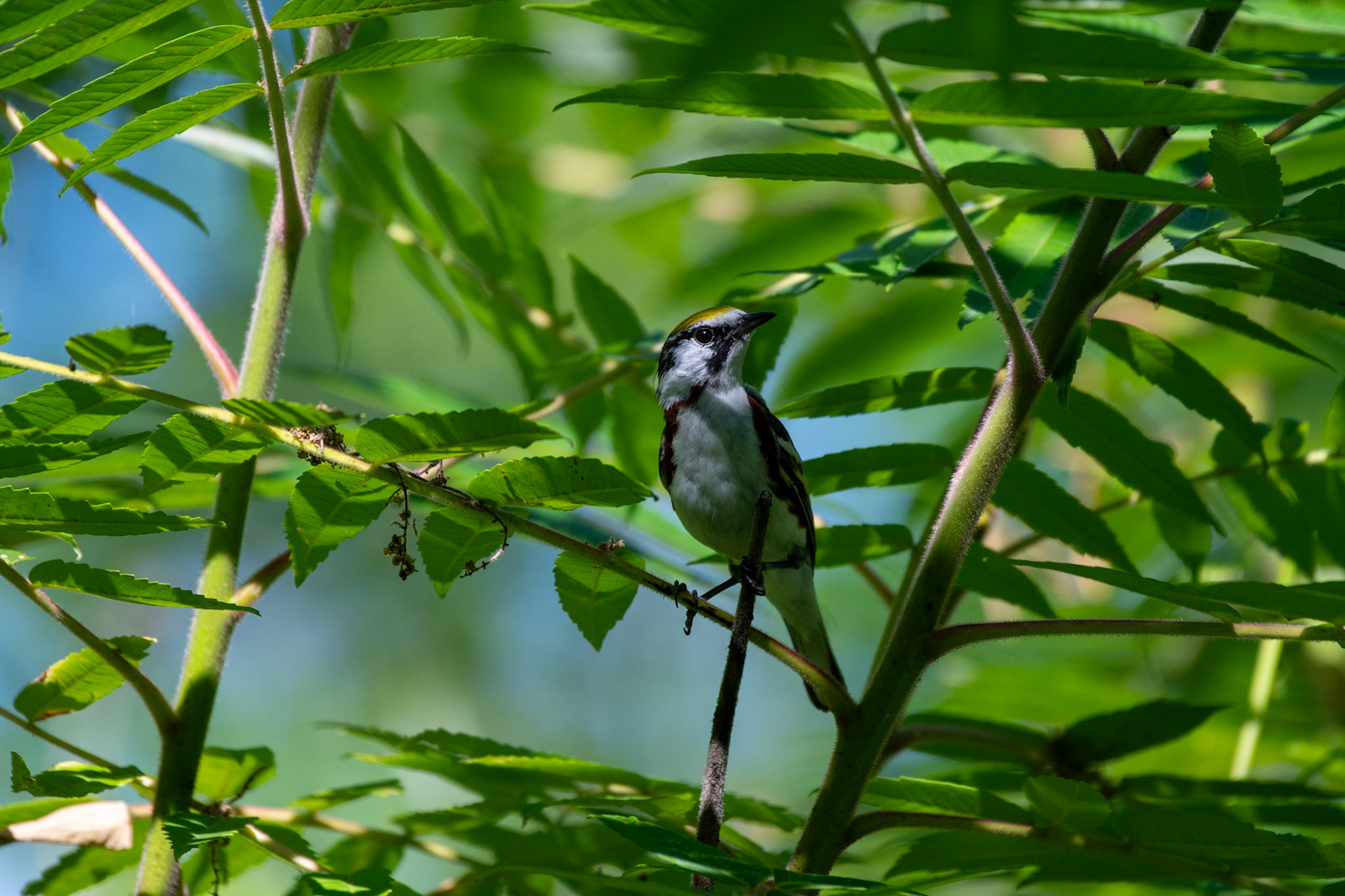 Chestnut-sided Warbler (Enfield, NH)