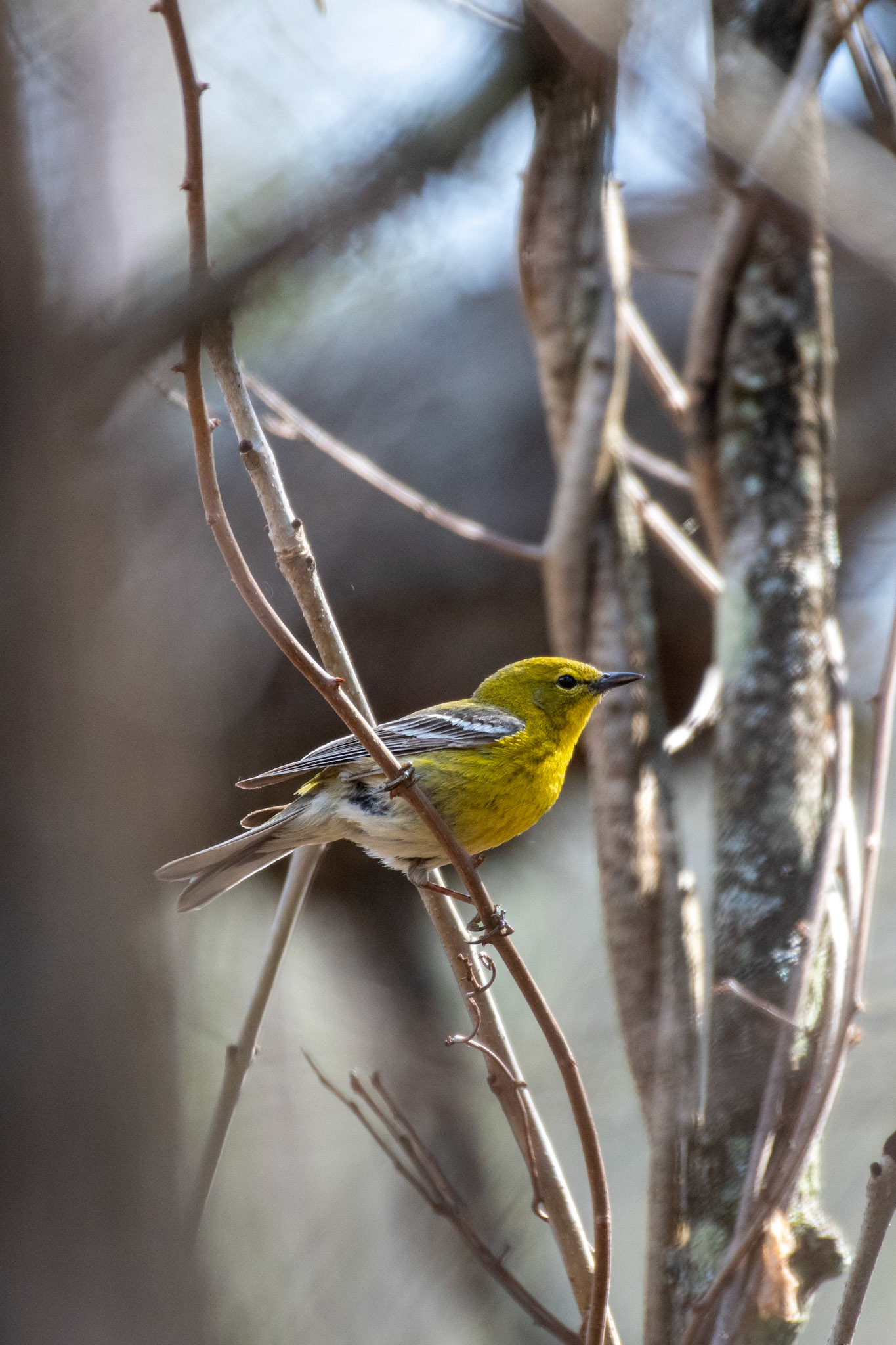 Pine Warbler