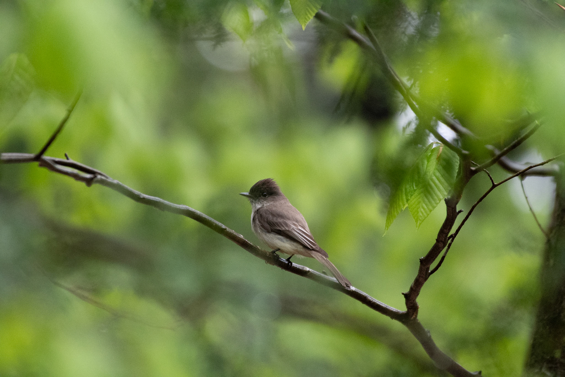 Eastern phoebe