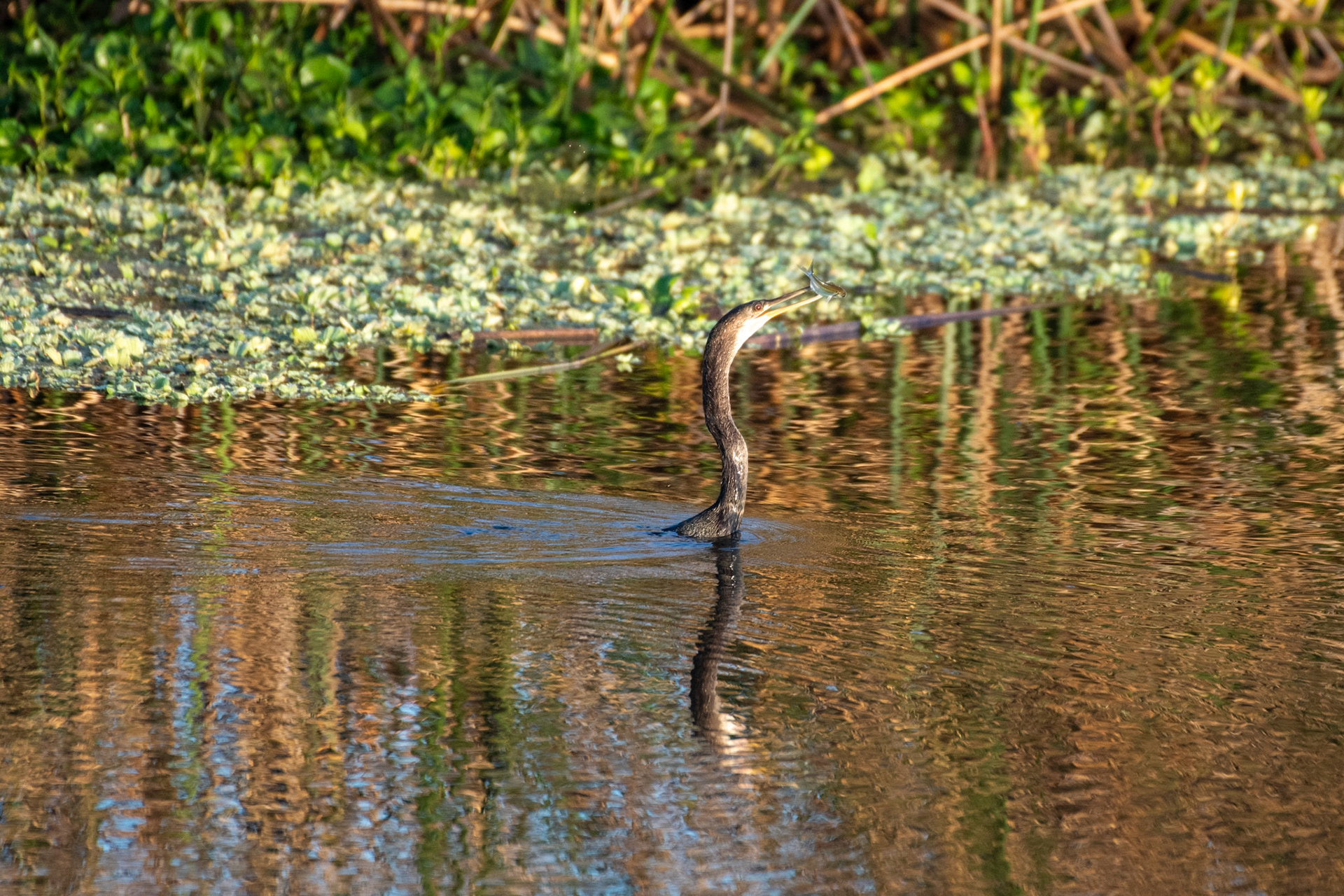 Anhinga