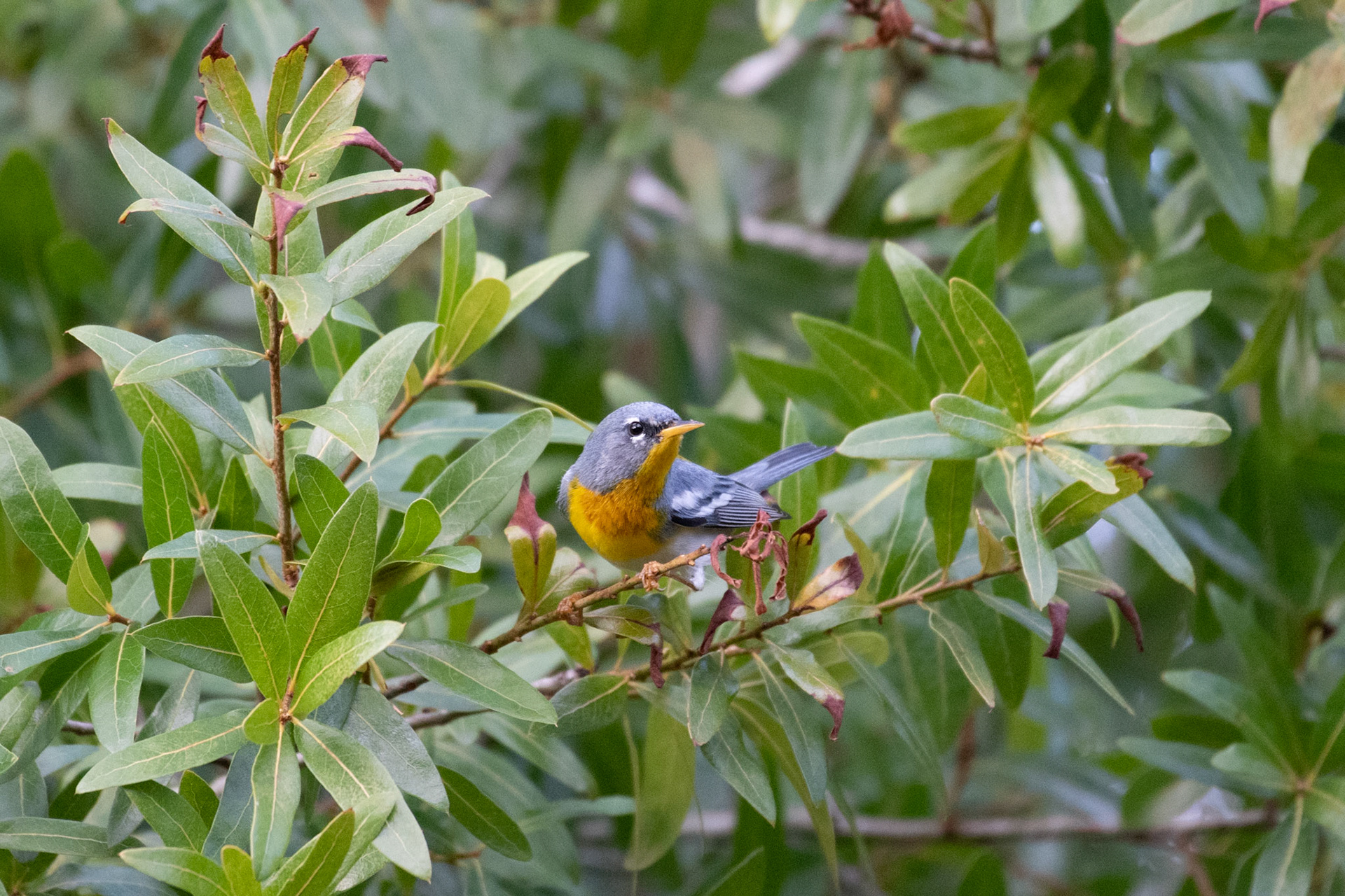 Northern Parula