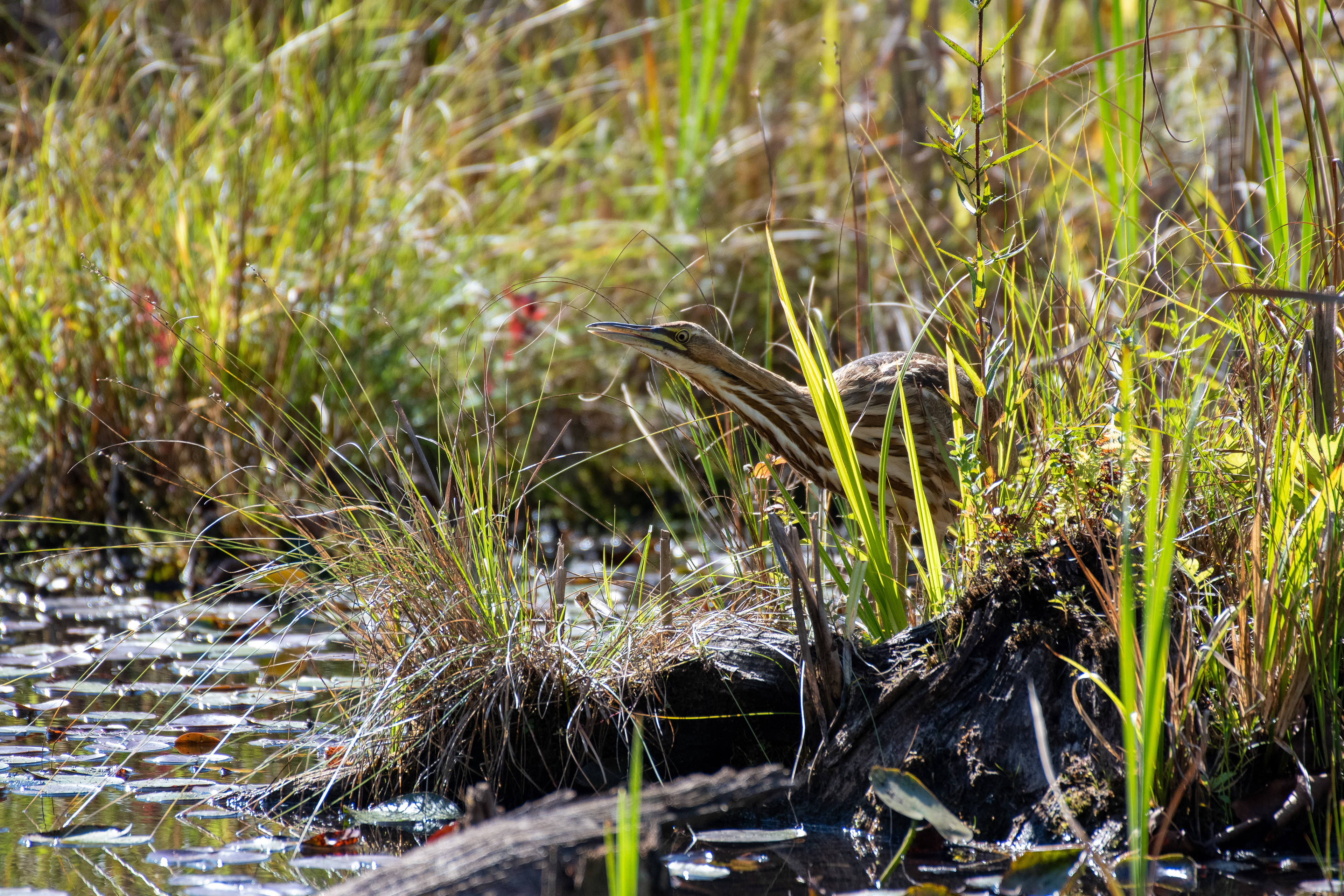 American bittern (Thetford, VT)